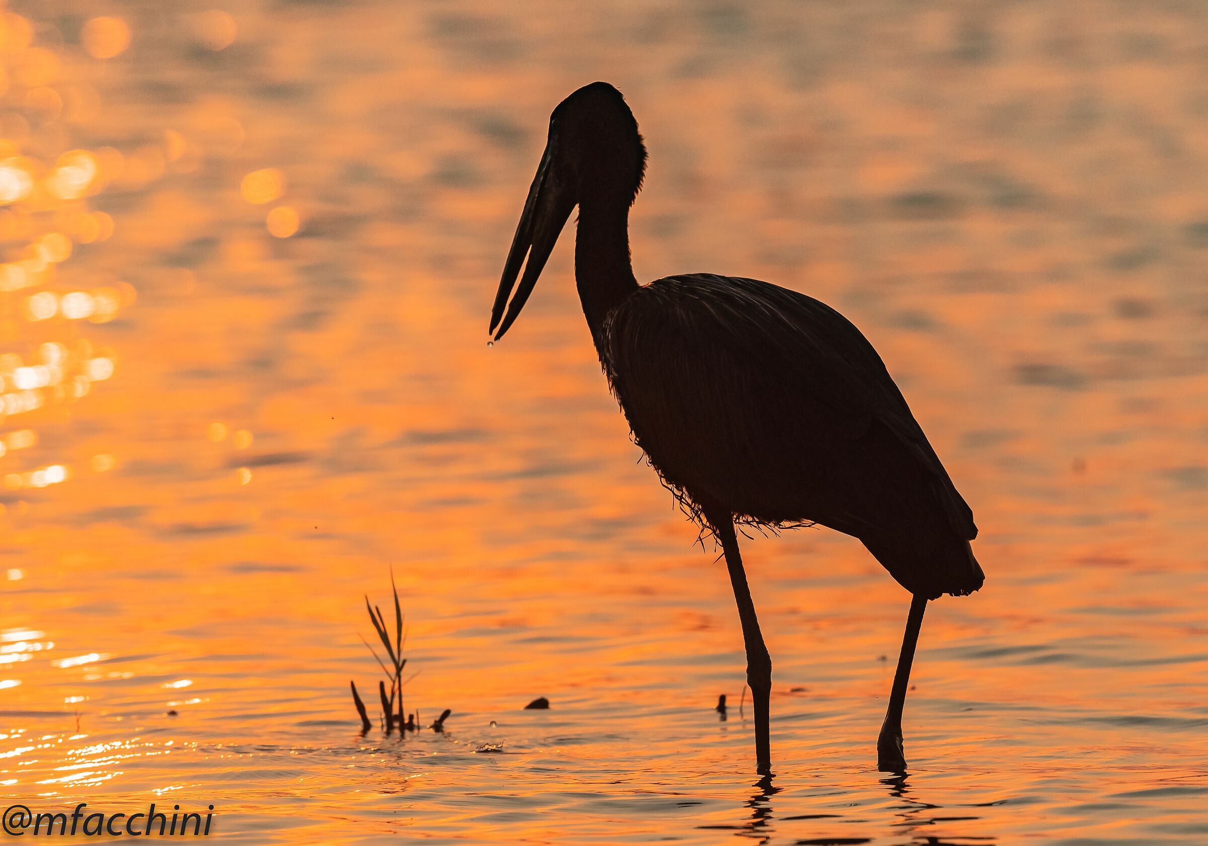 Anastomus lamelligerus/Open billed stork