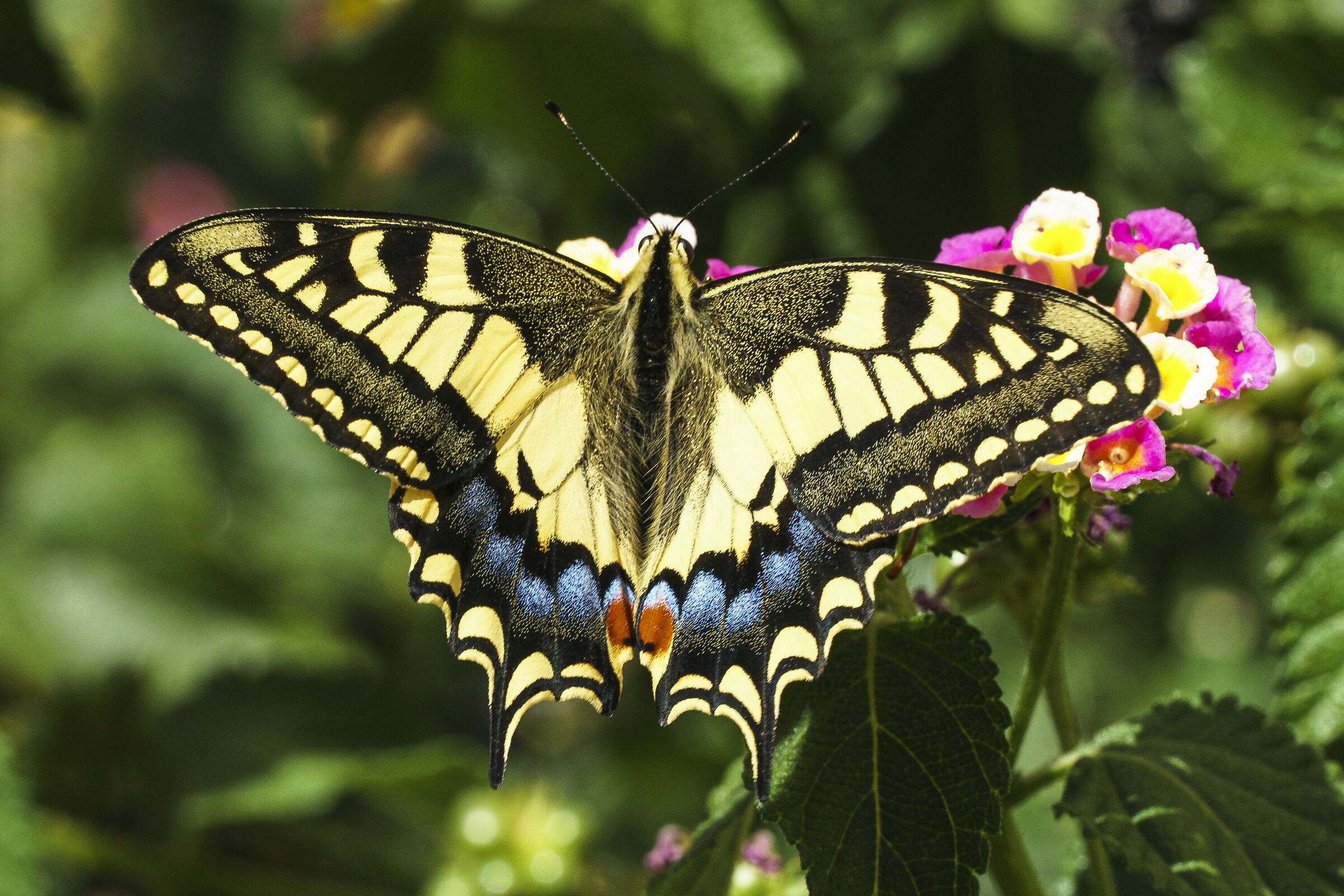 Swallowtail