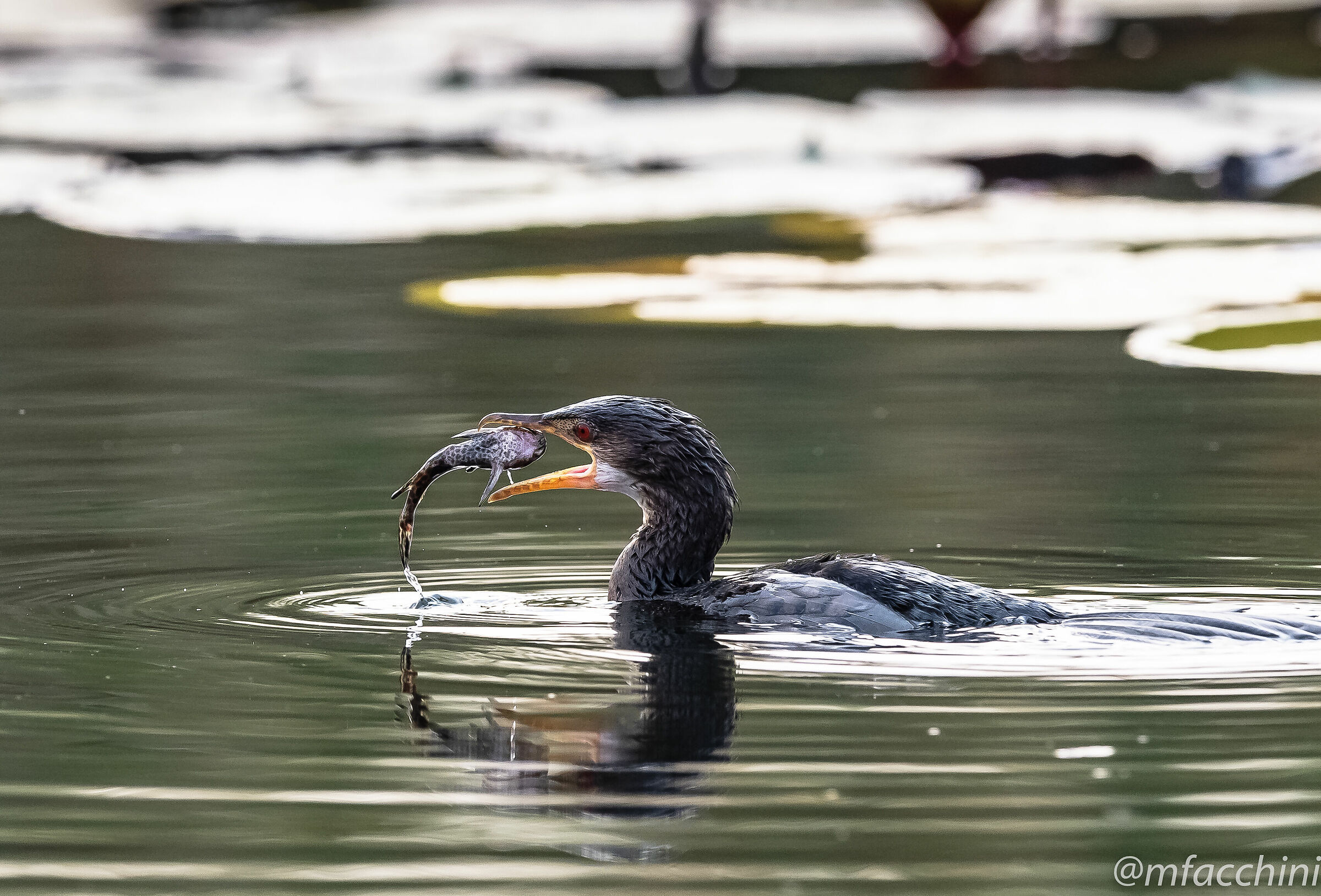 Phalacrocorax africanus