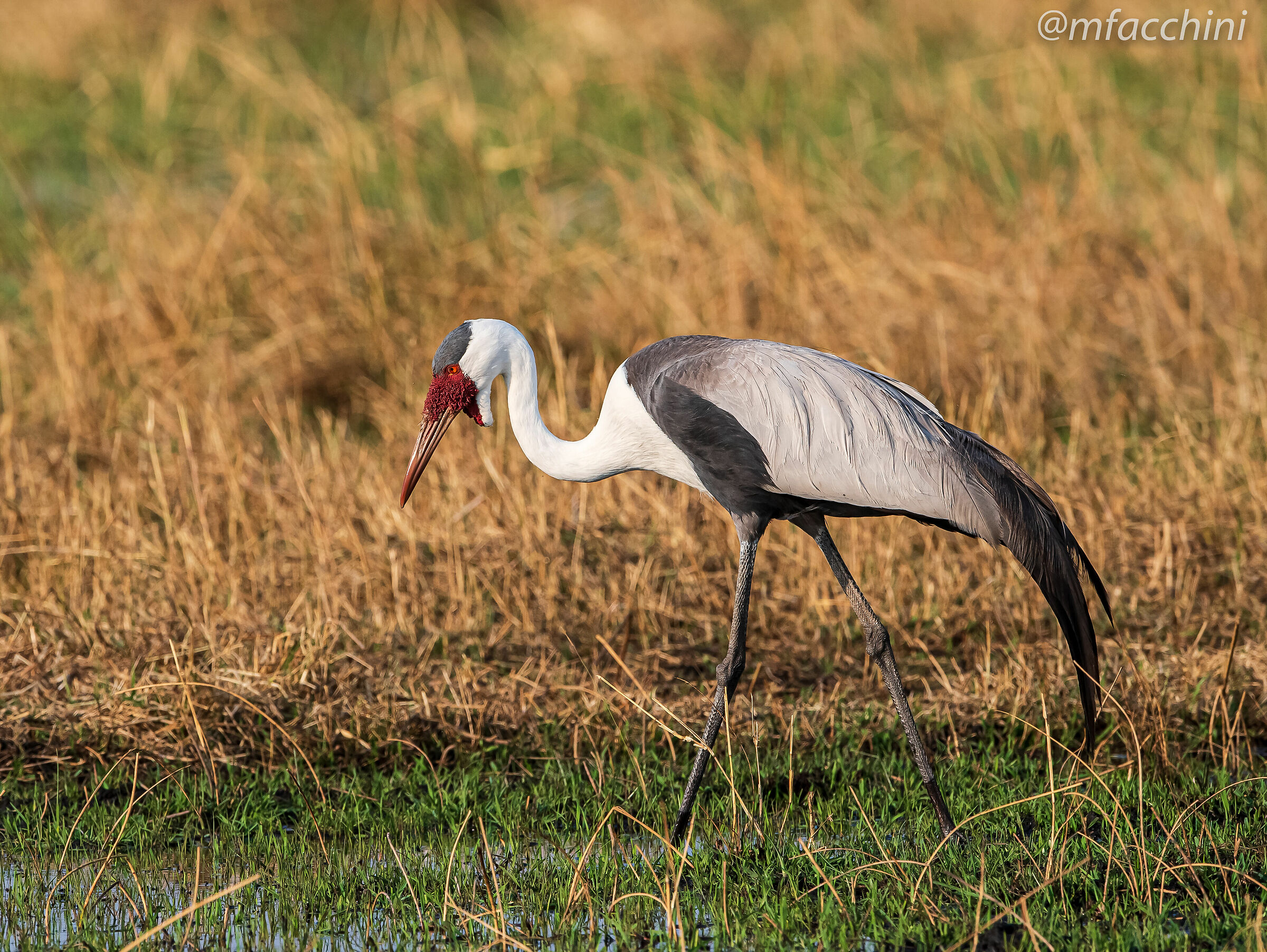 Grus caruncolata/wattled crane