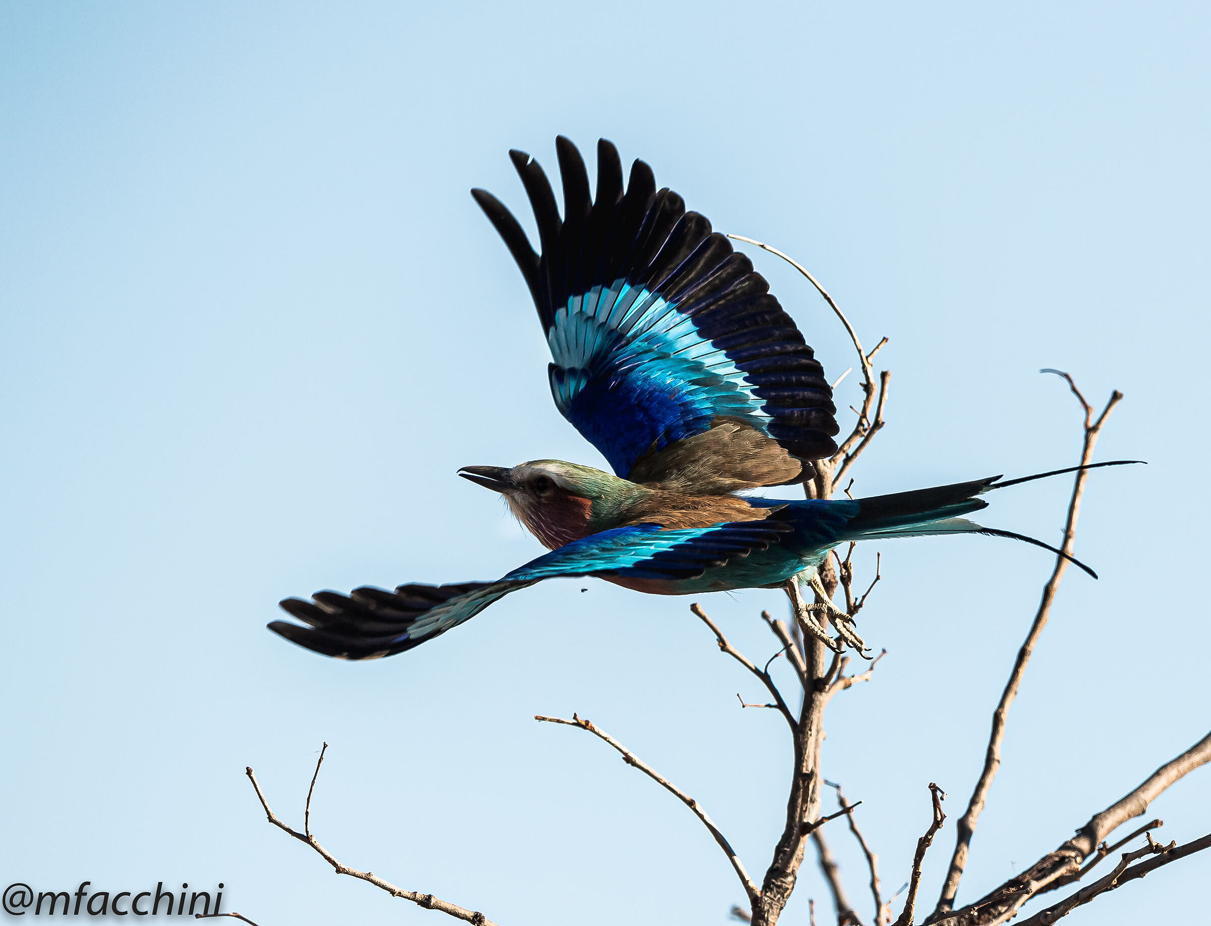 Coracias caudata/Lilacbrested roller