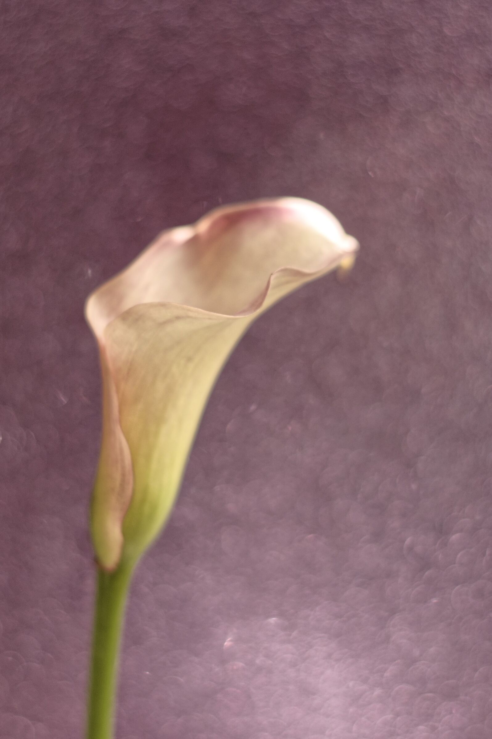 Calla