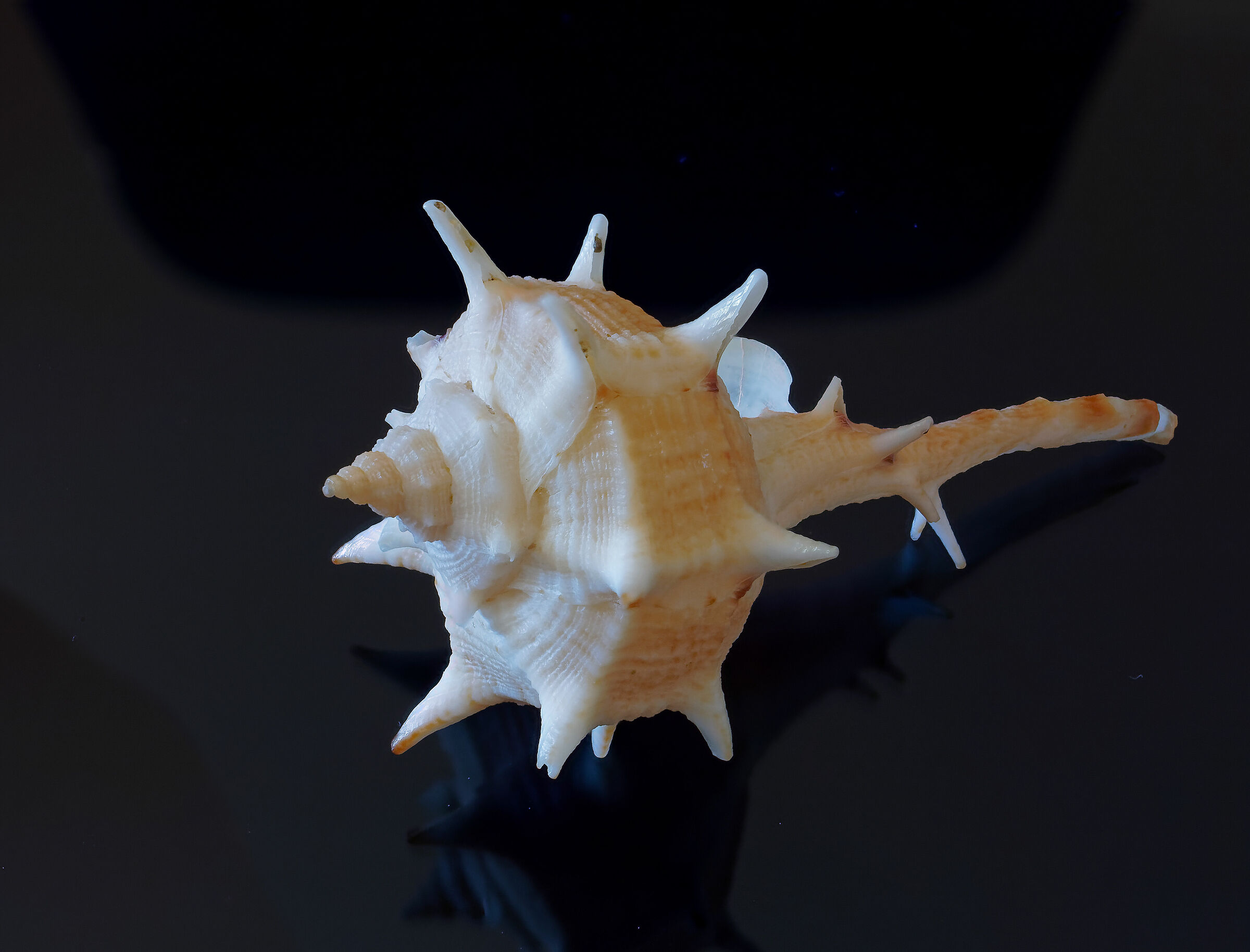 Conch