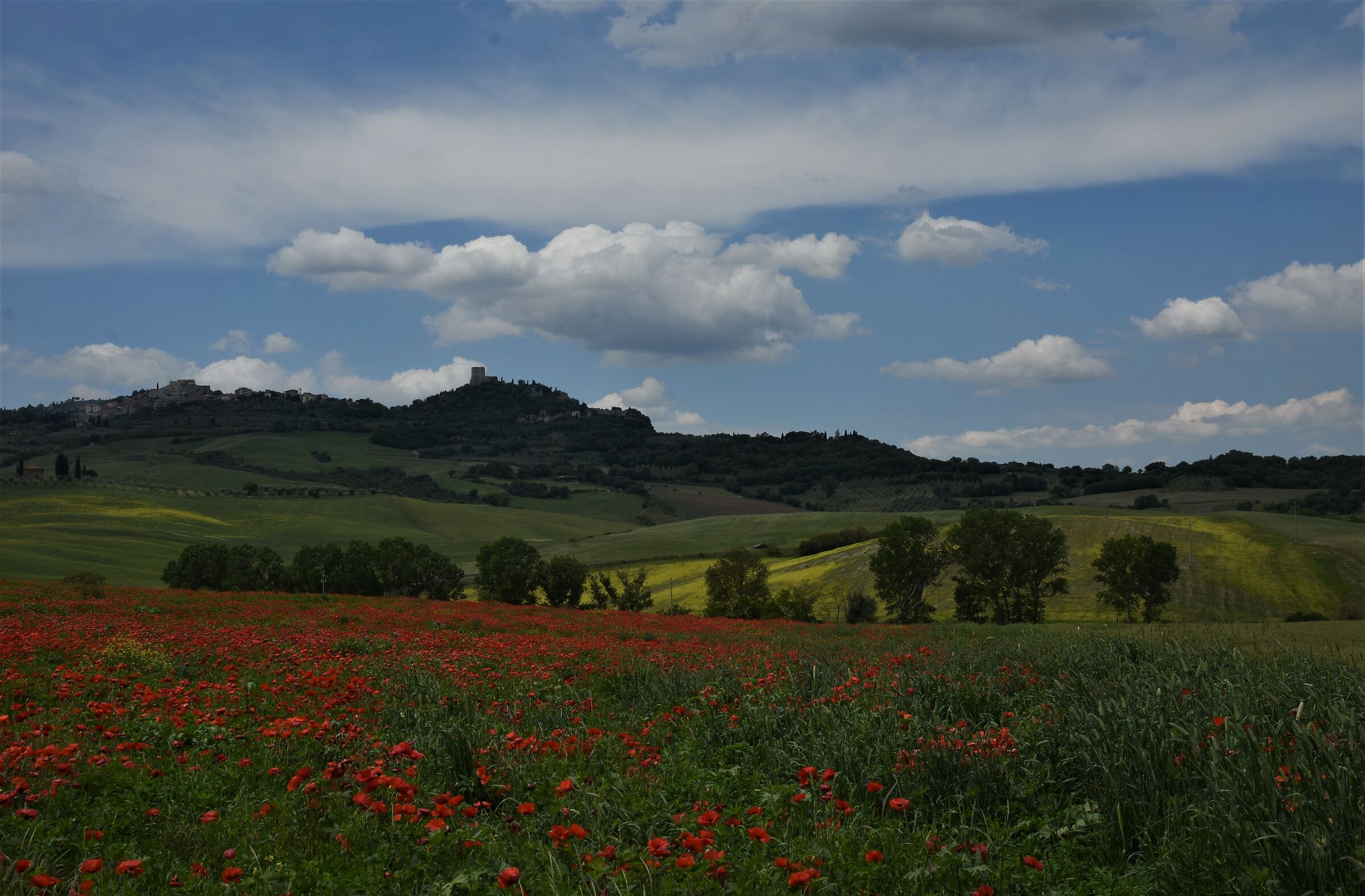 uno sguardo ... verso Montalcino