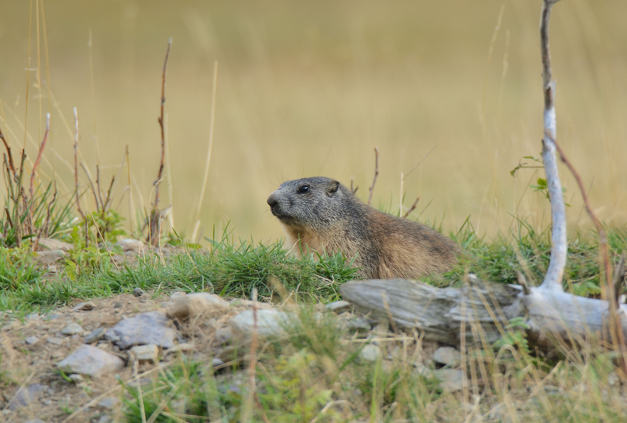 Marmotta