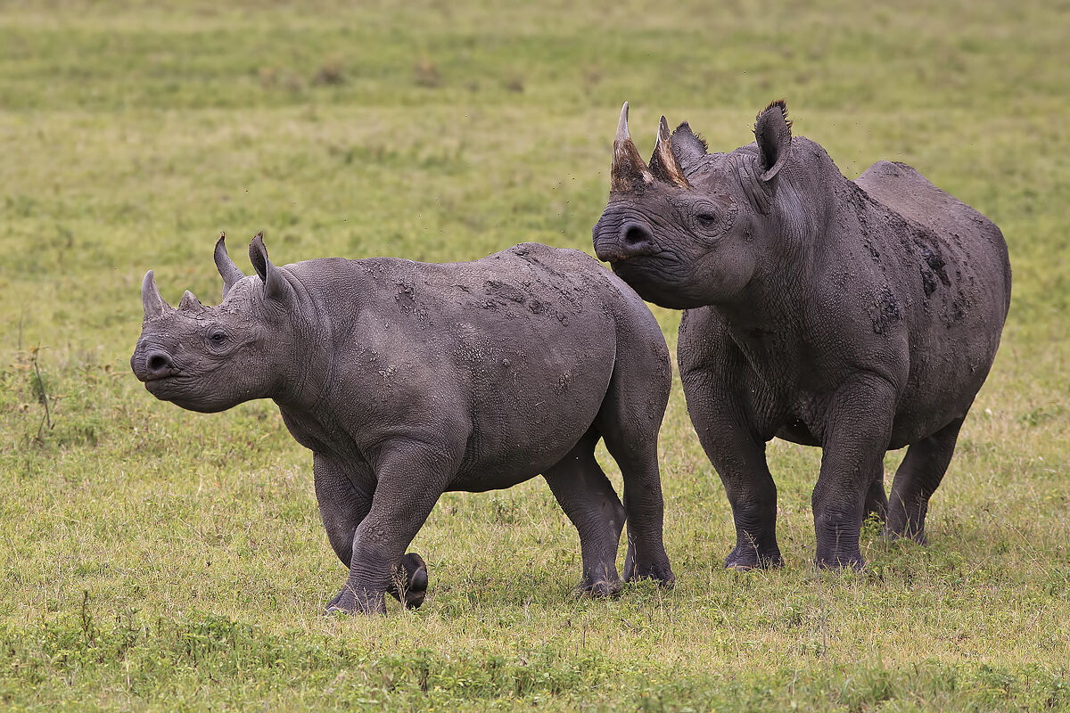 Black rhinos