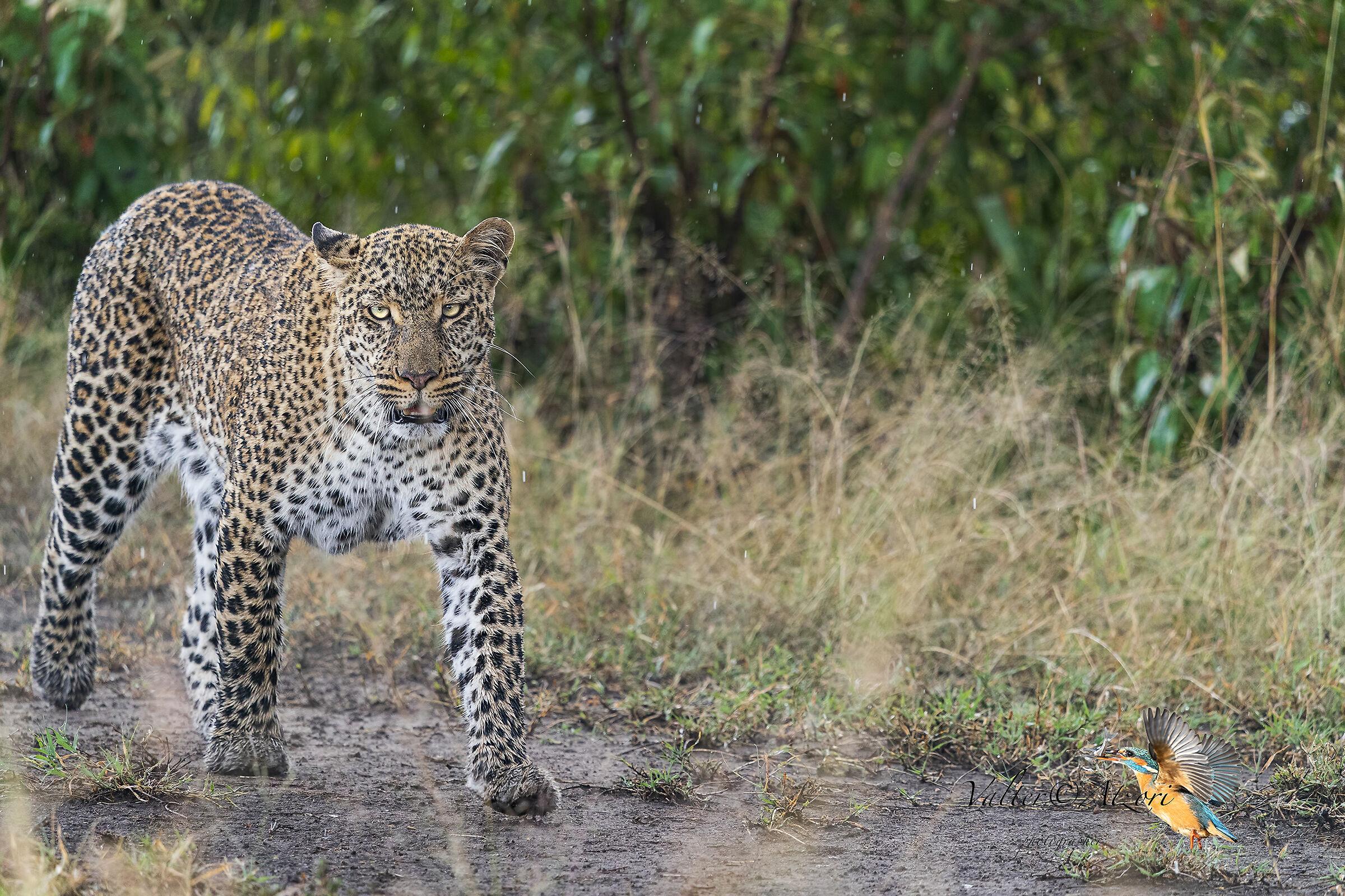 Female leopard released at the end of the rain