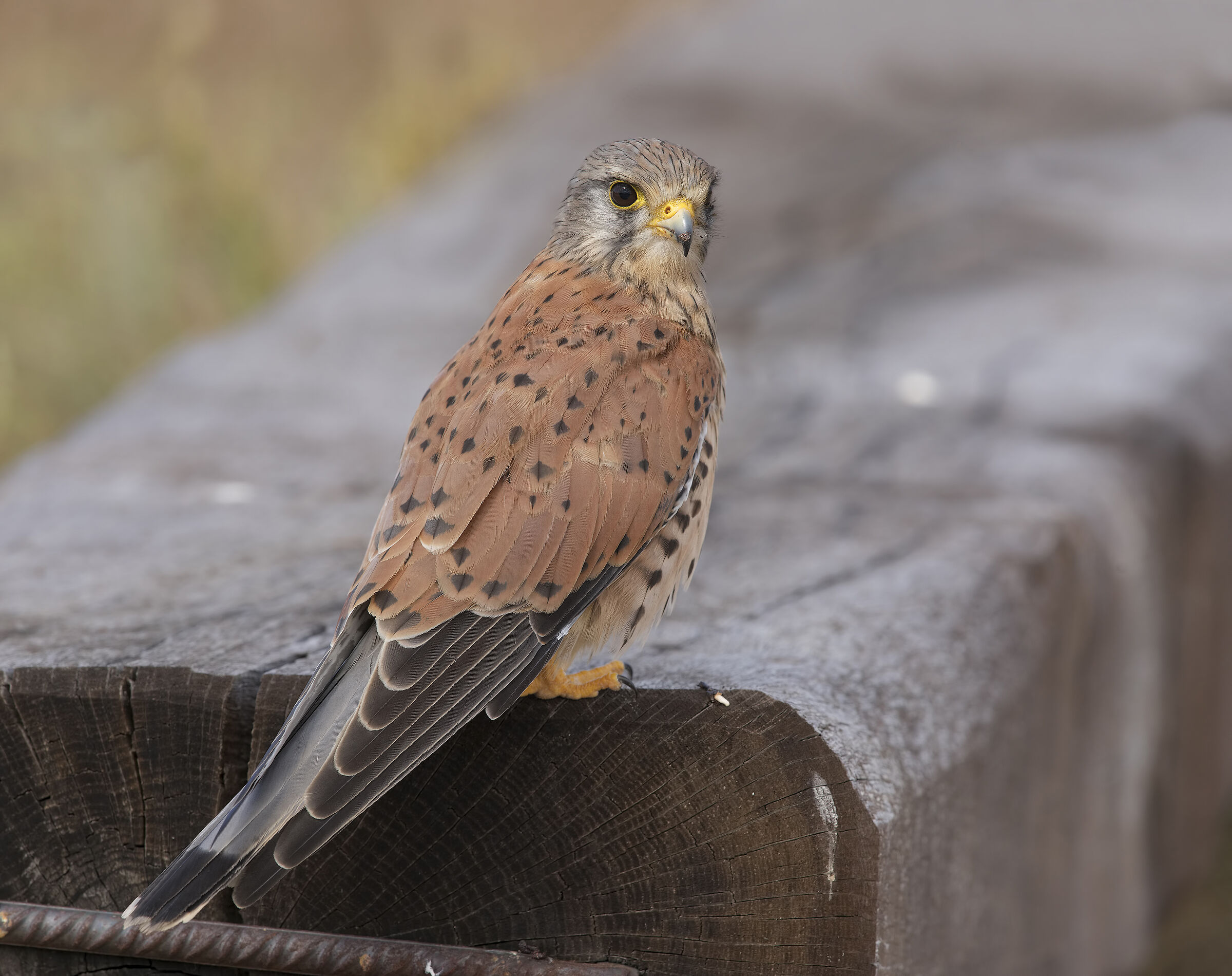 kestrel (hawk tinnunculus)