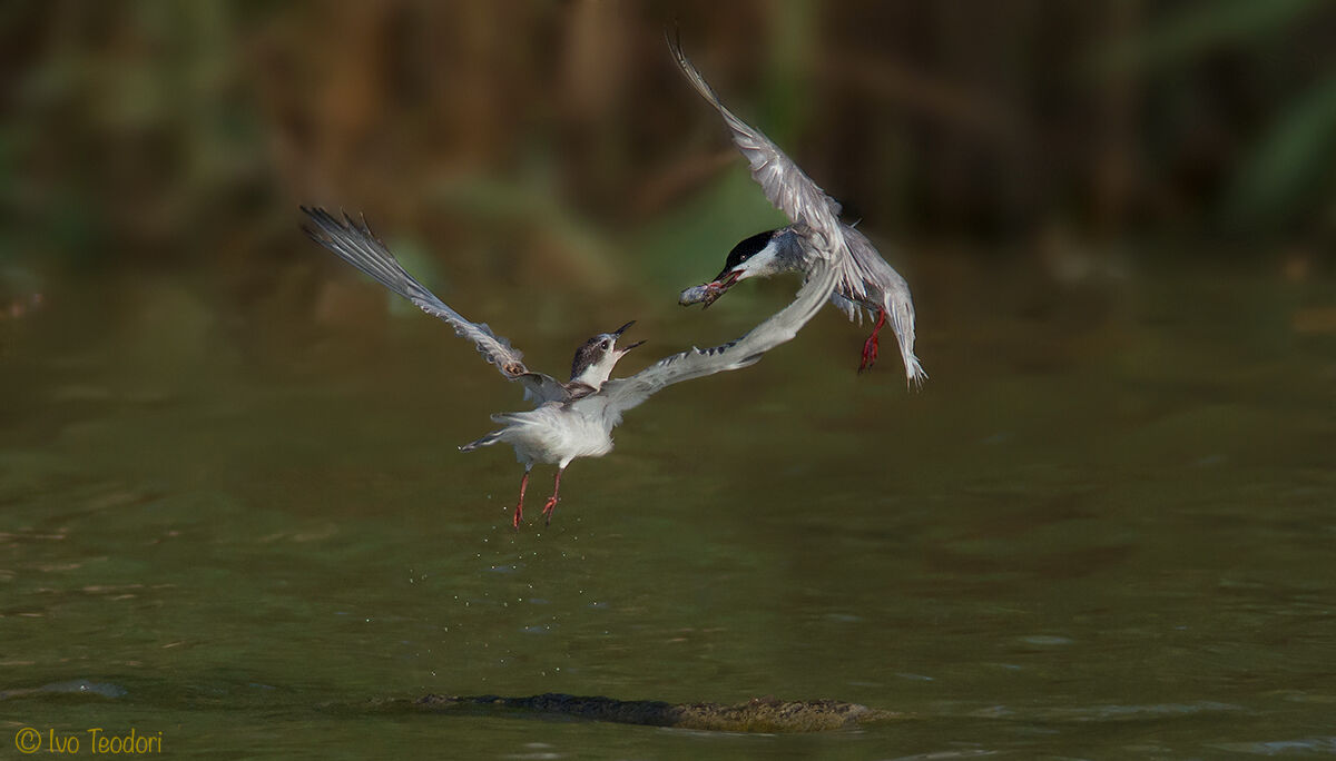 The impatience of the mignattino.