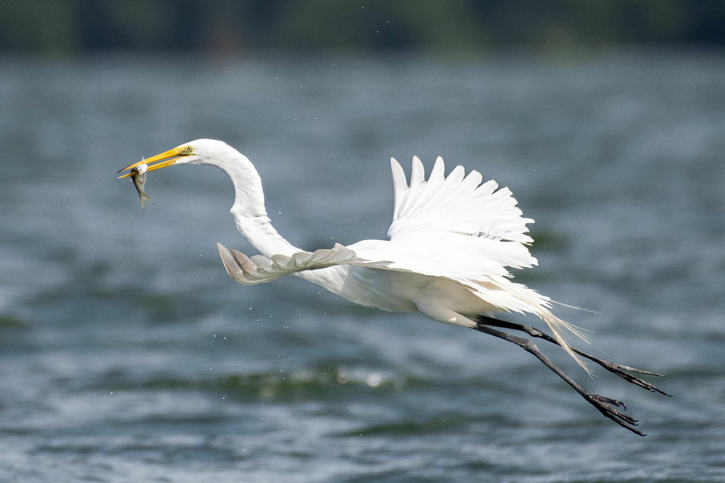 Ardea alba