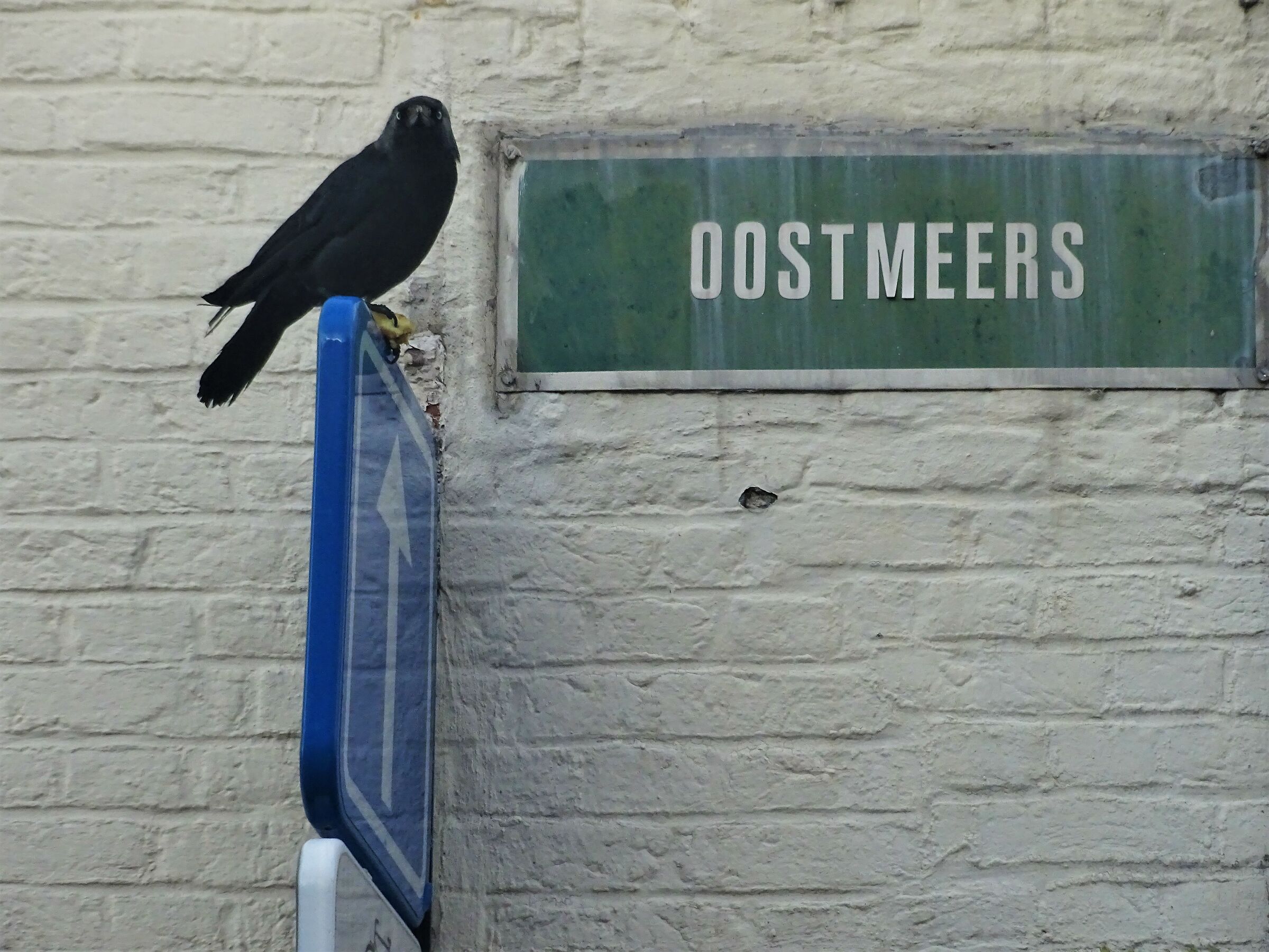 The East Lake Sentinel (Oost Meers)