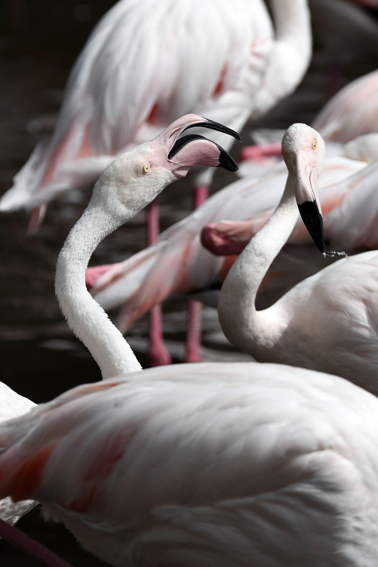 ....uno su tutti !!!