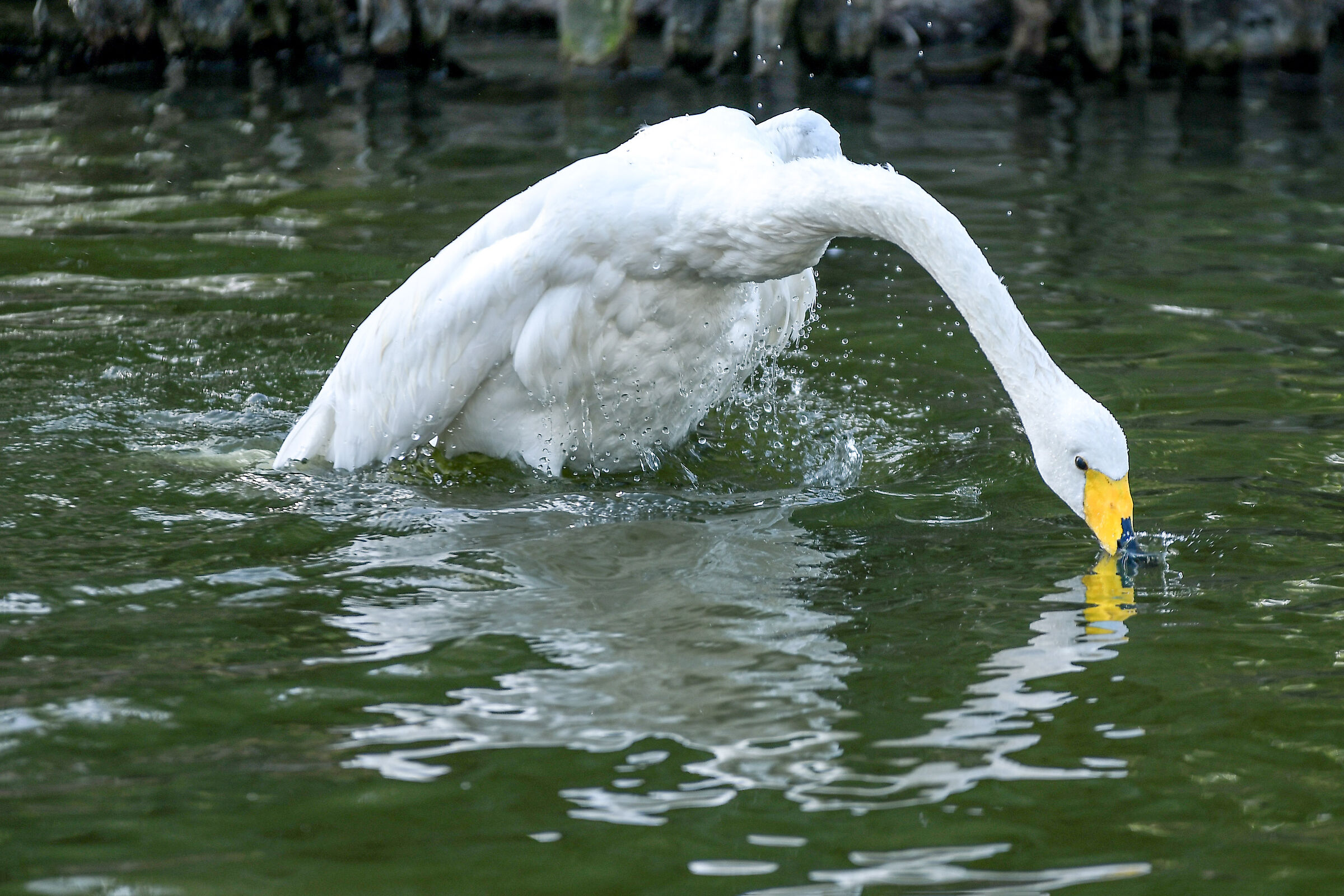 ....bird washing !!!