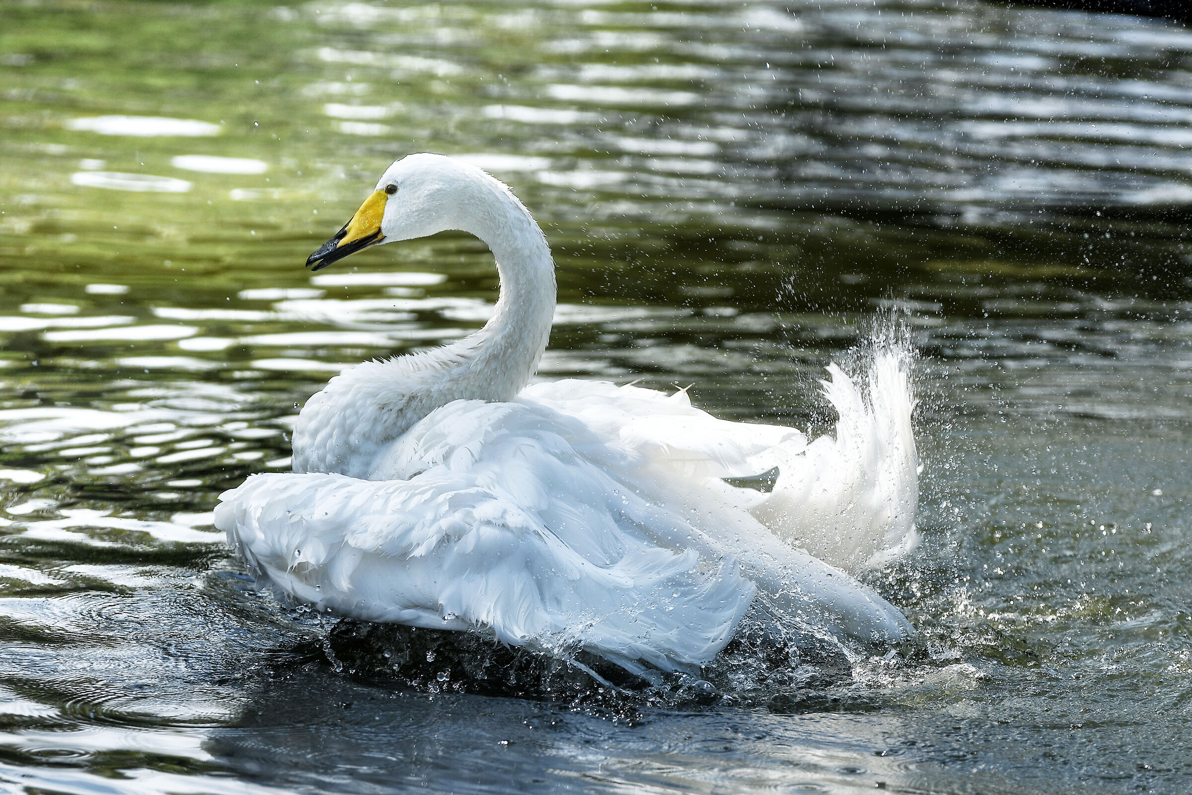 .... pulizia completa !!!