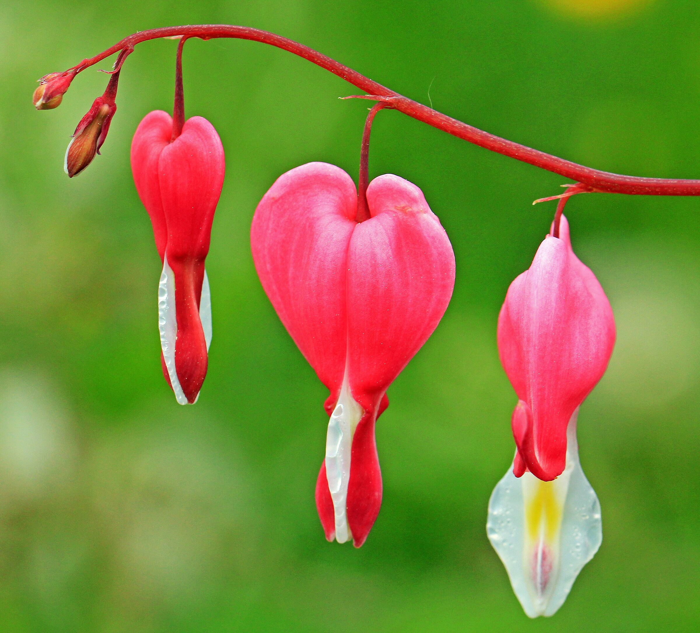 Dicentra spectabilis