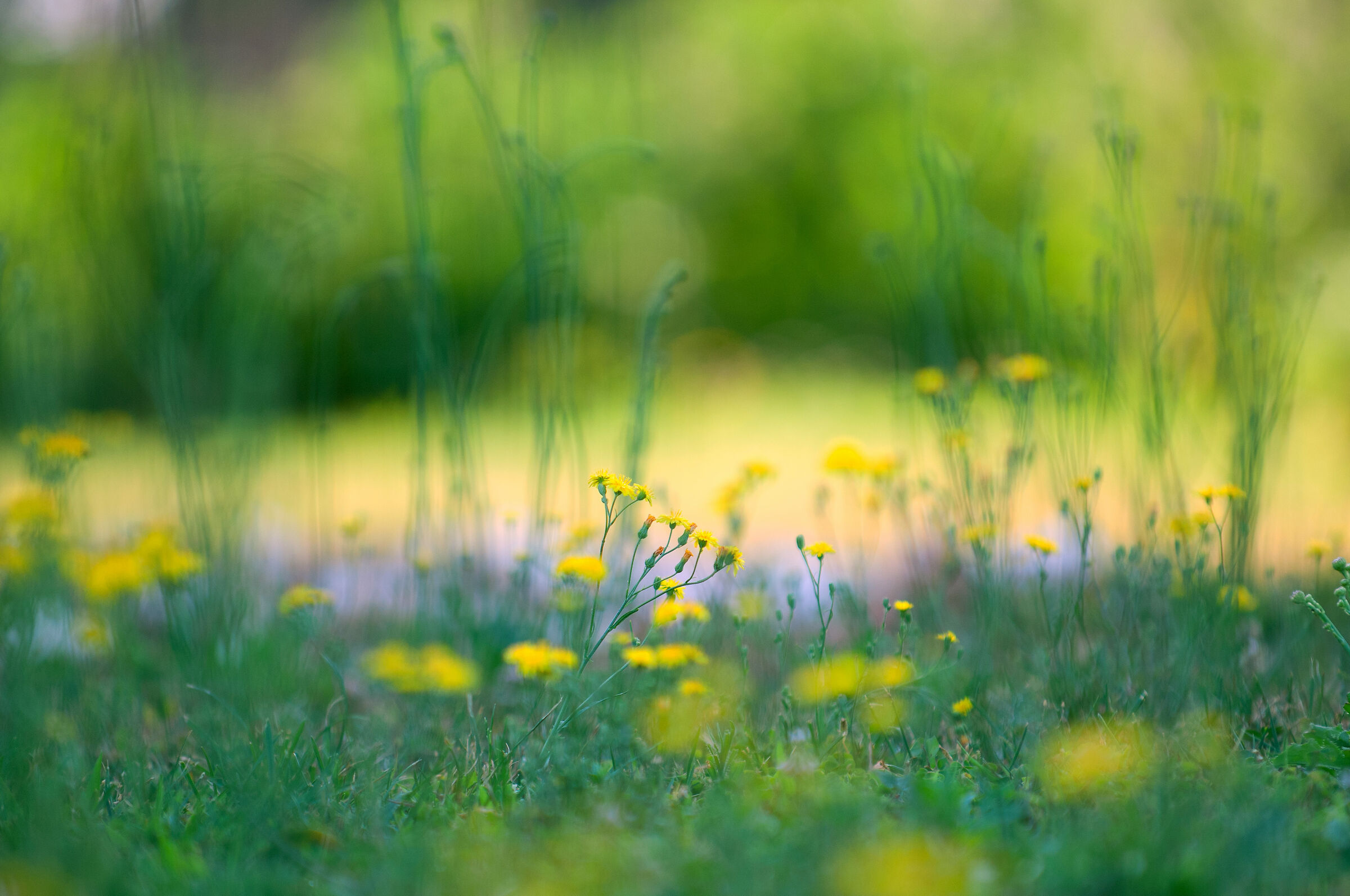 Tarassaci, Delassaci