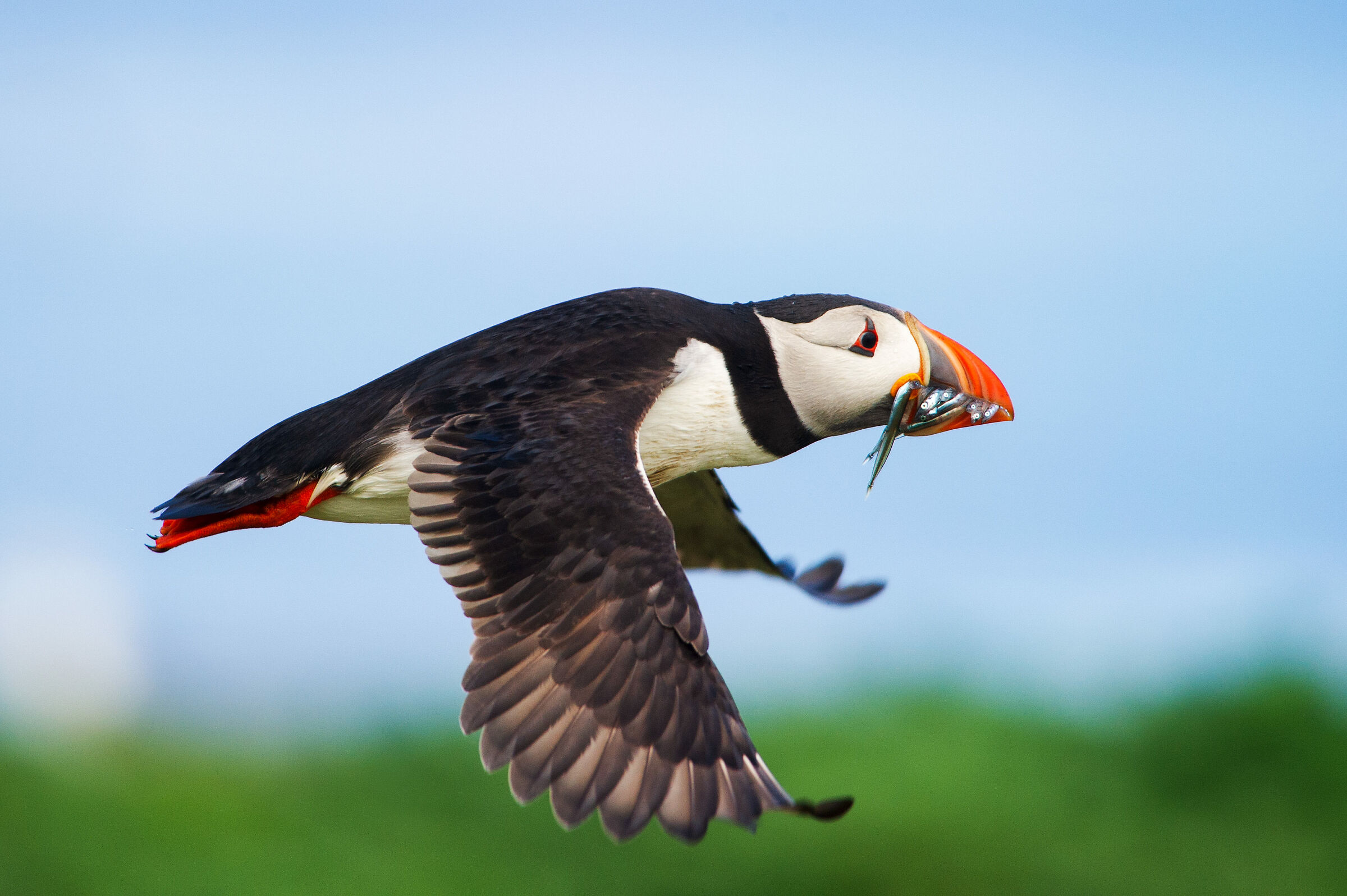 Puffin