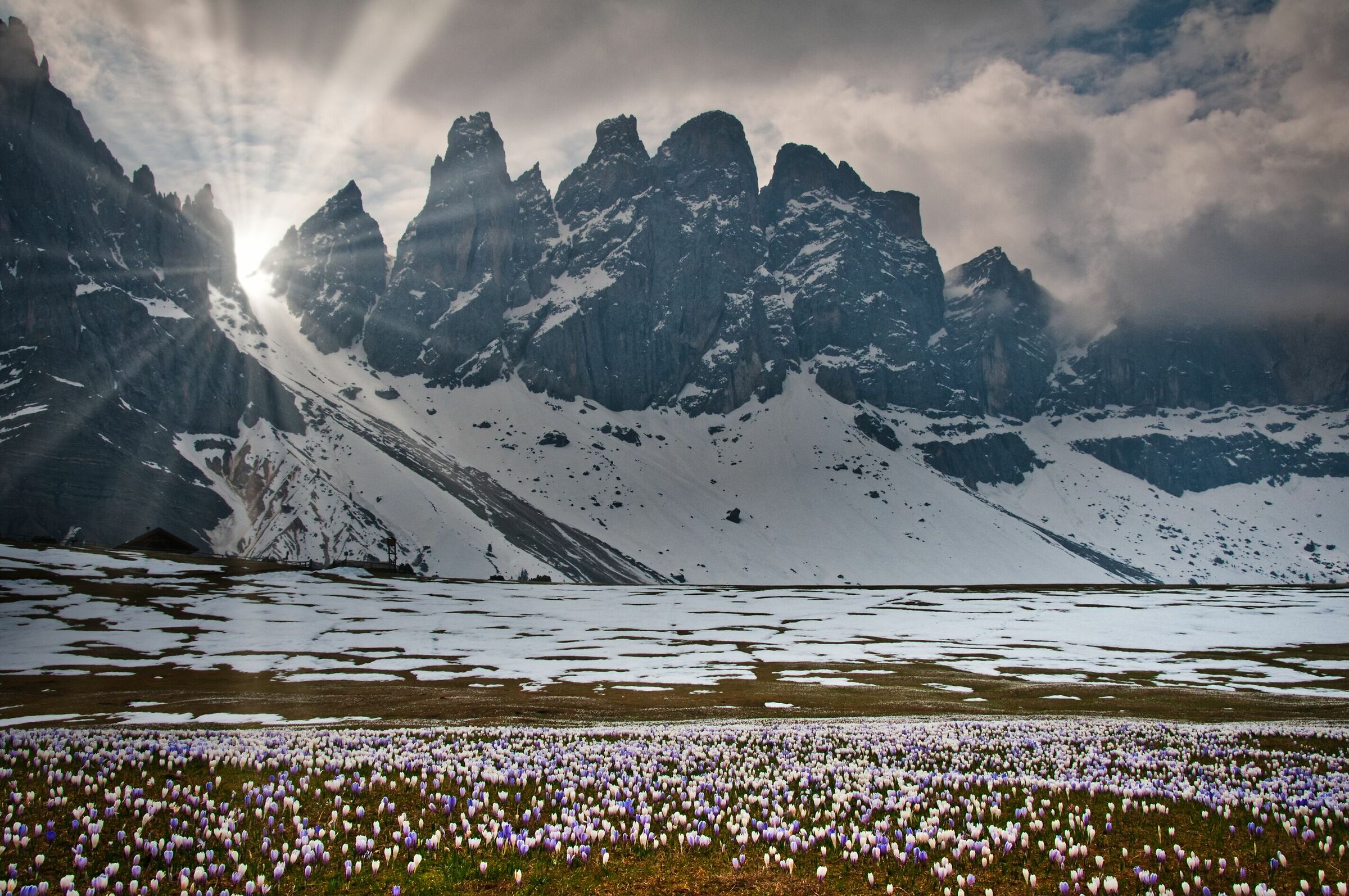 Crocus in front of the Odles