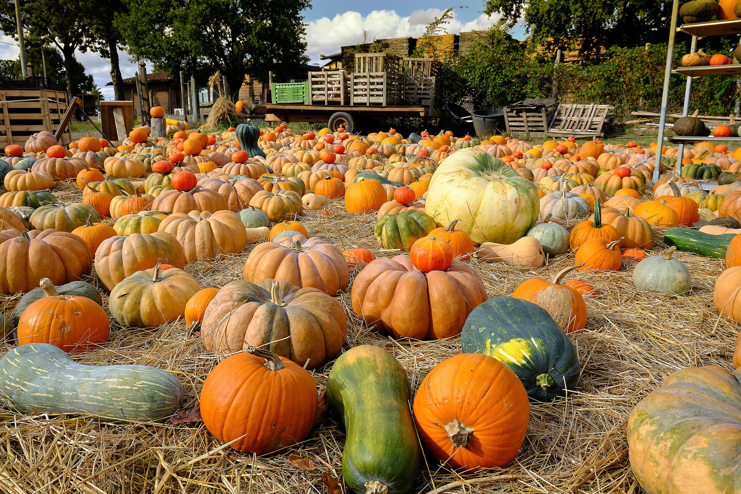 Tutte le zucche del mondo