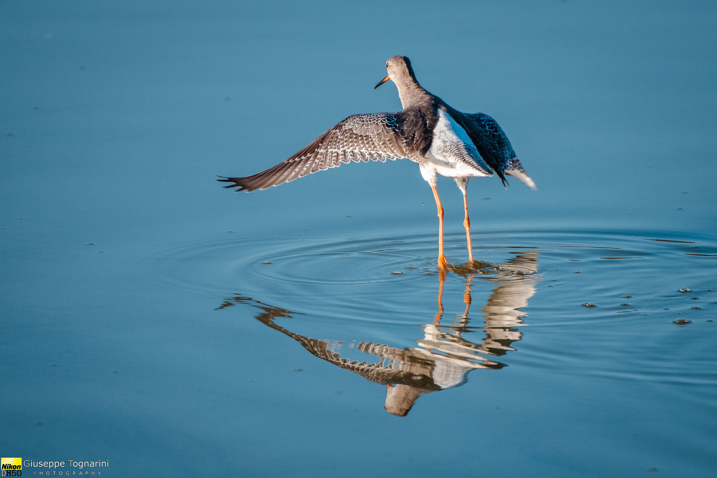 Lo stacco del Totano Moro (Tringa erythropus)