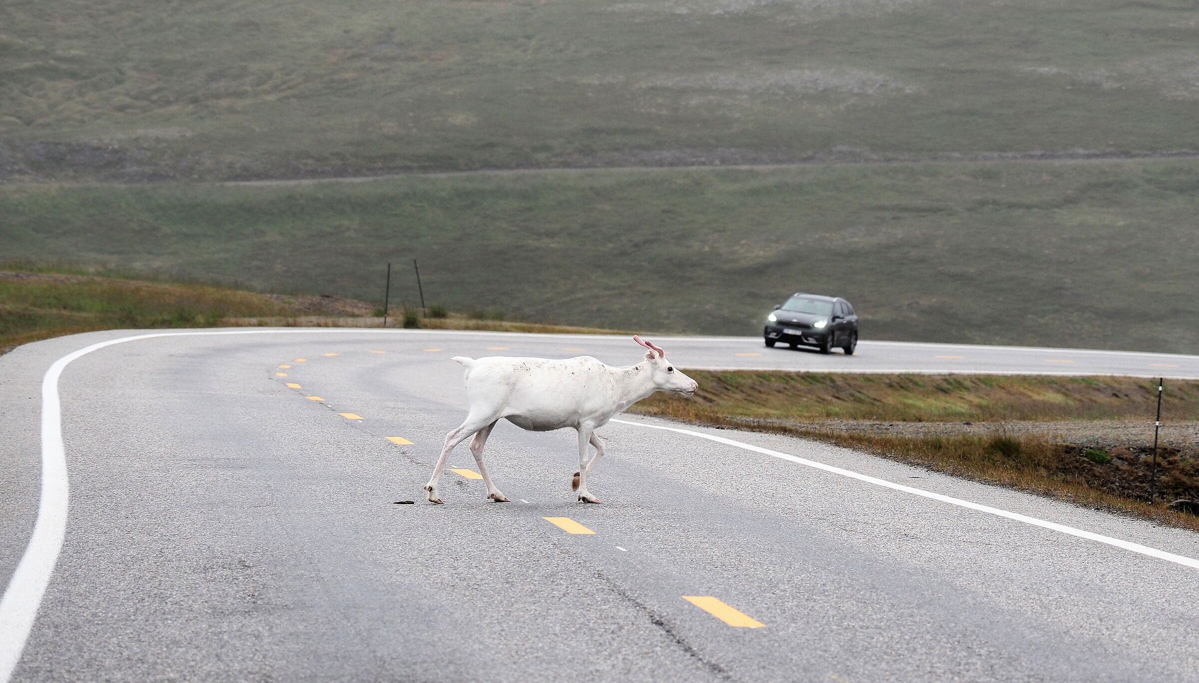 Strange Encounters White North Cape Reindeer