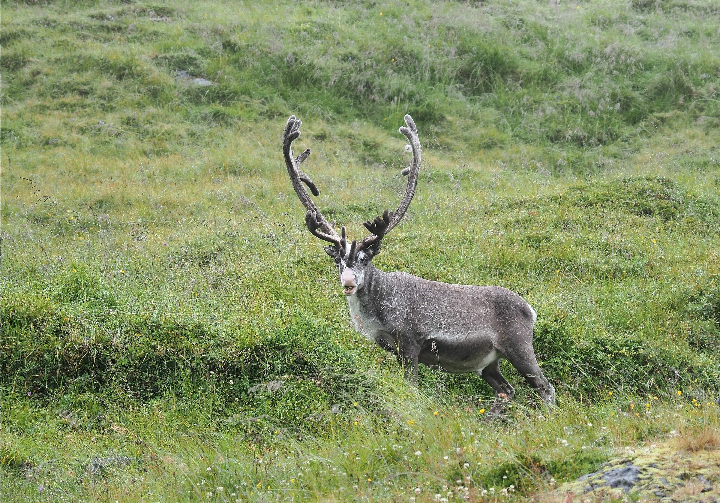 Reindeer grazing North Cape