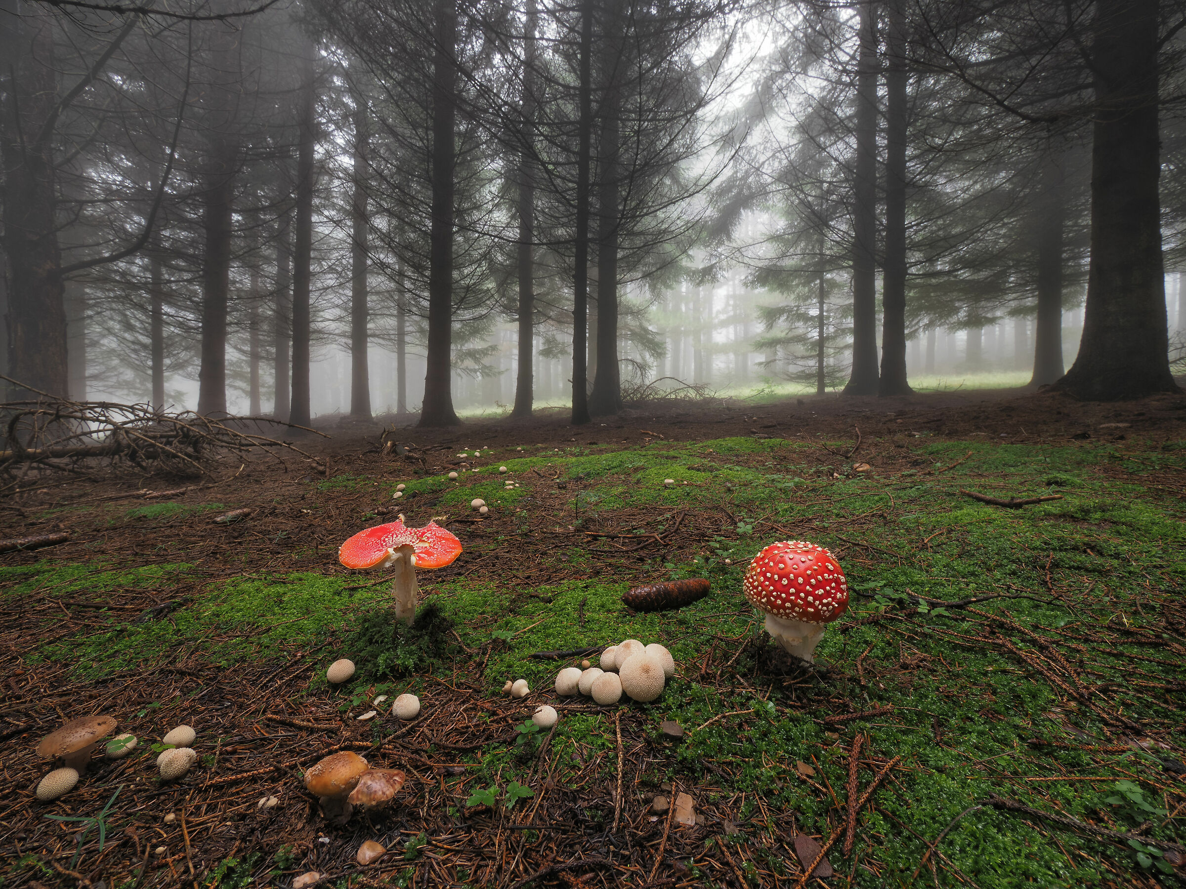 Colori nel sottobosco