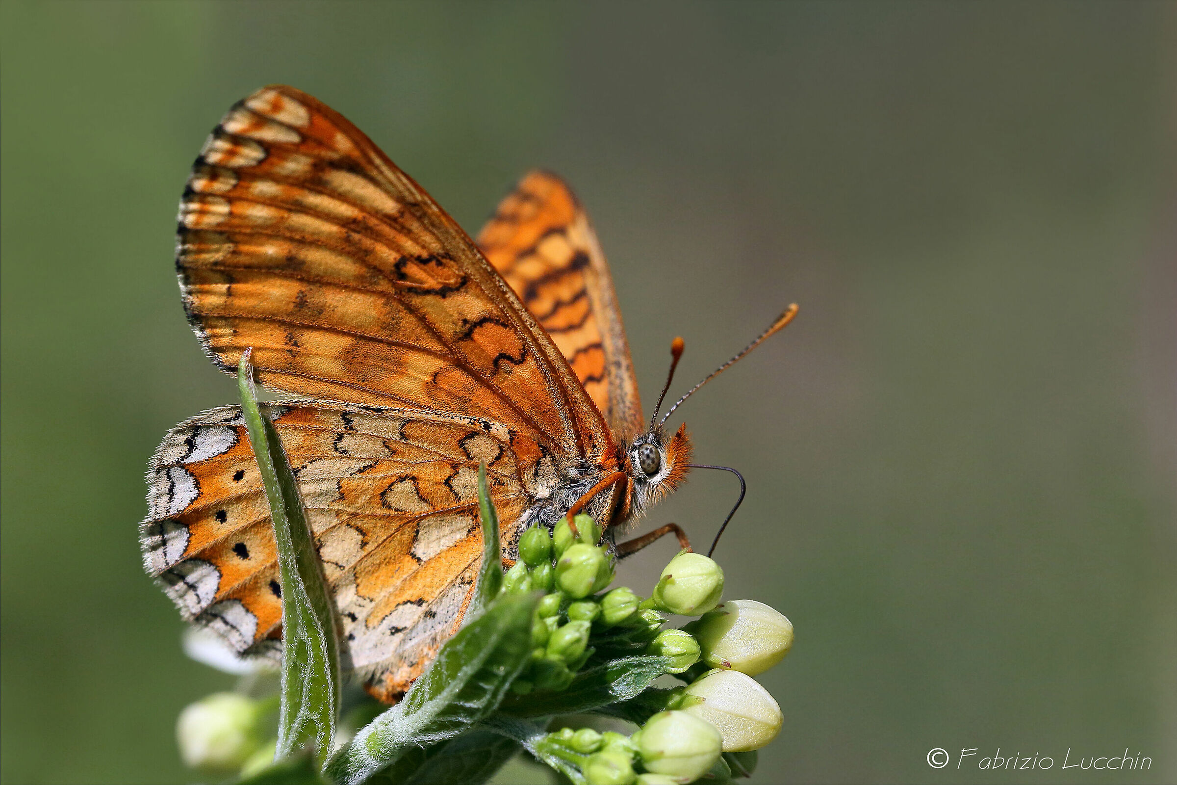 Boloria euphrosyne