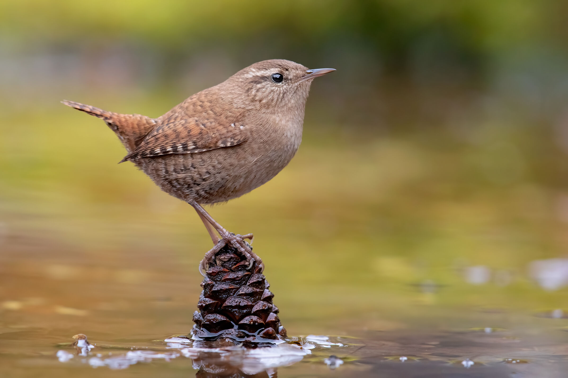 Scricciolo  ISO 6400 4K