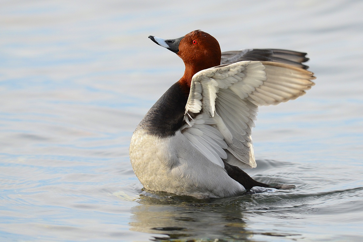 moriglione sventolante