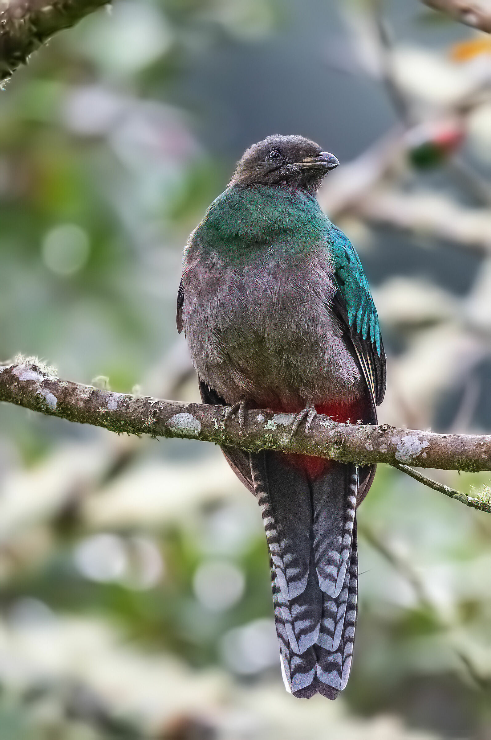 quetzal femina