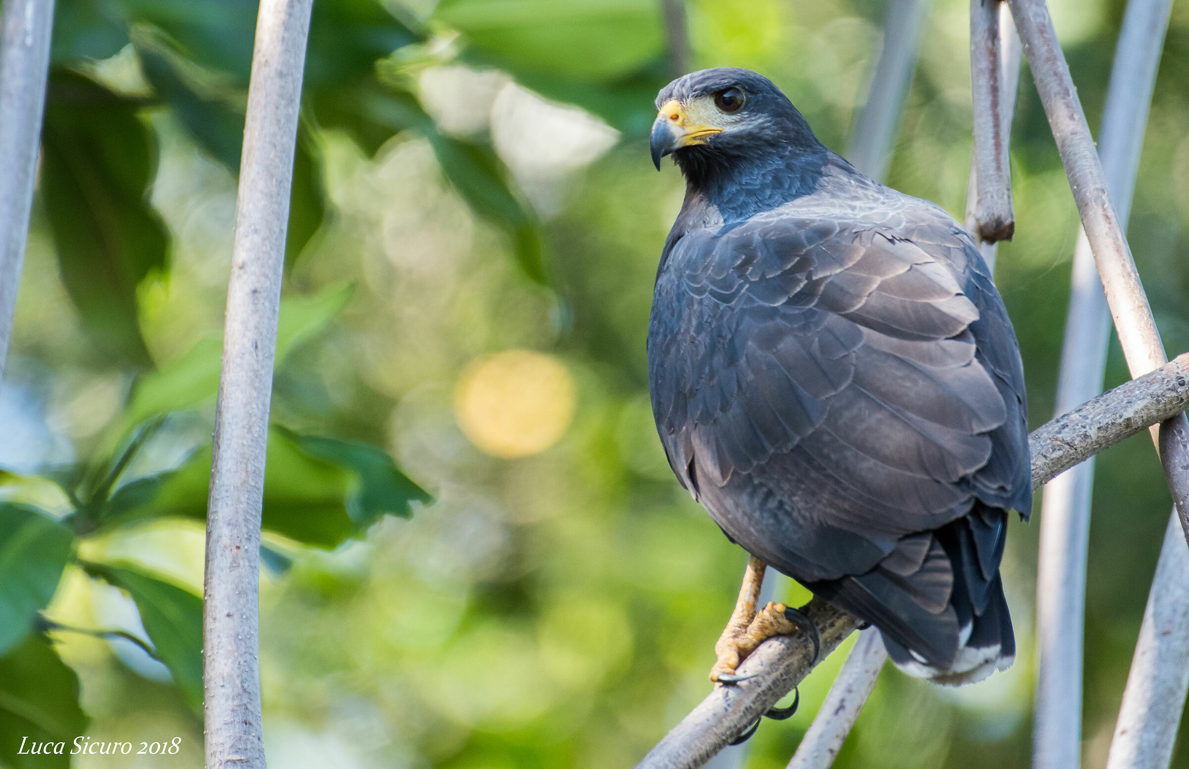 Buteogallus Anthracinus