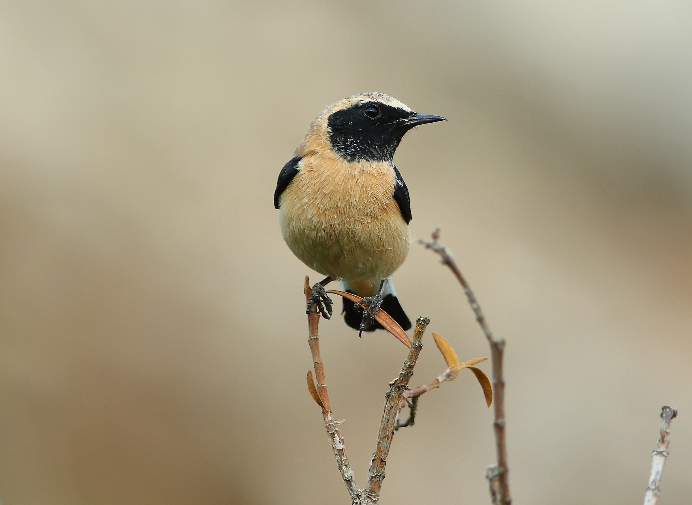 Monachella gola nera