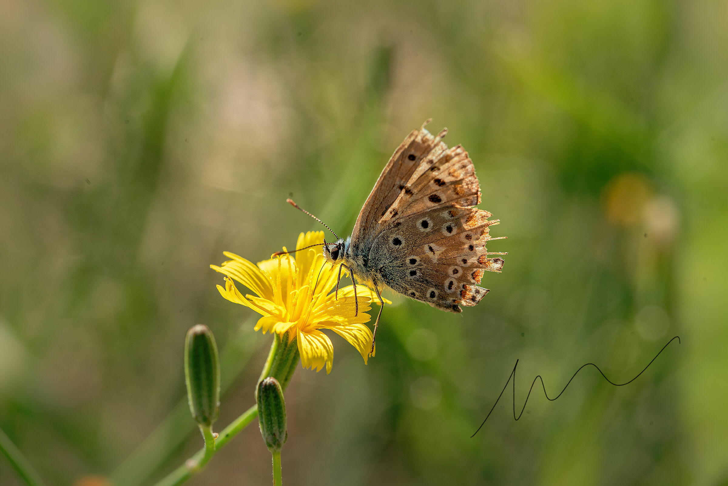 Unique and Special, It flew from flower to flower without br...