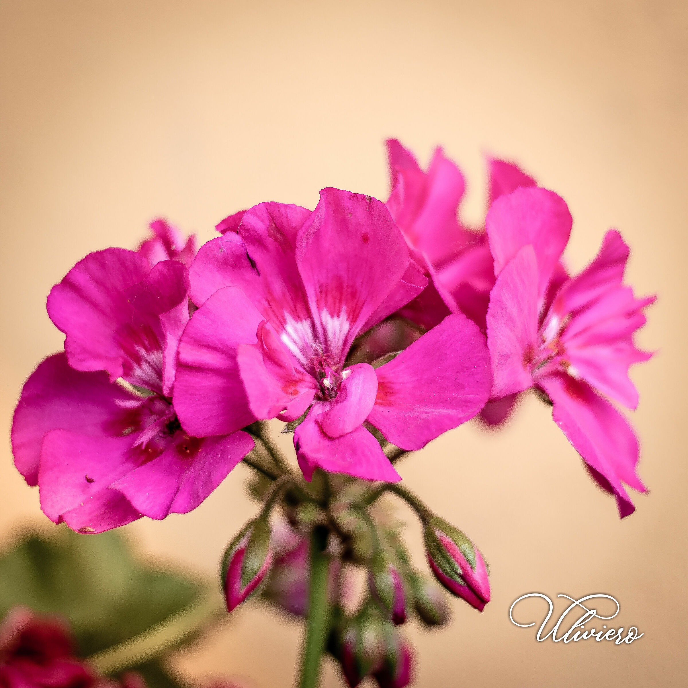 Geranium