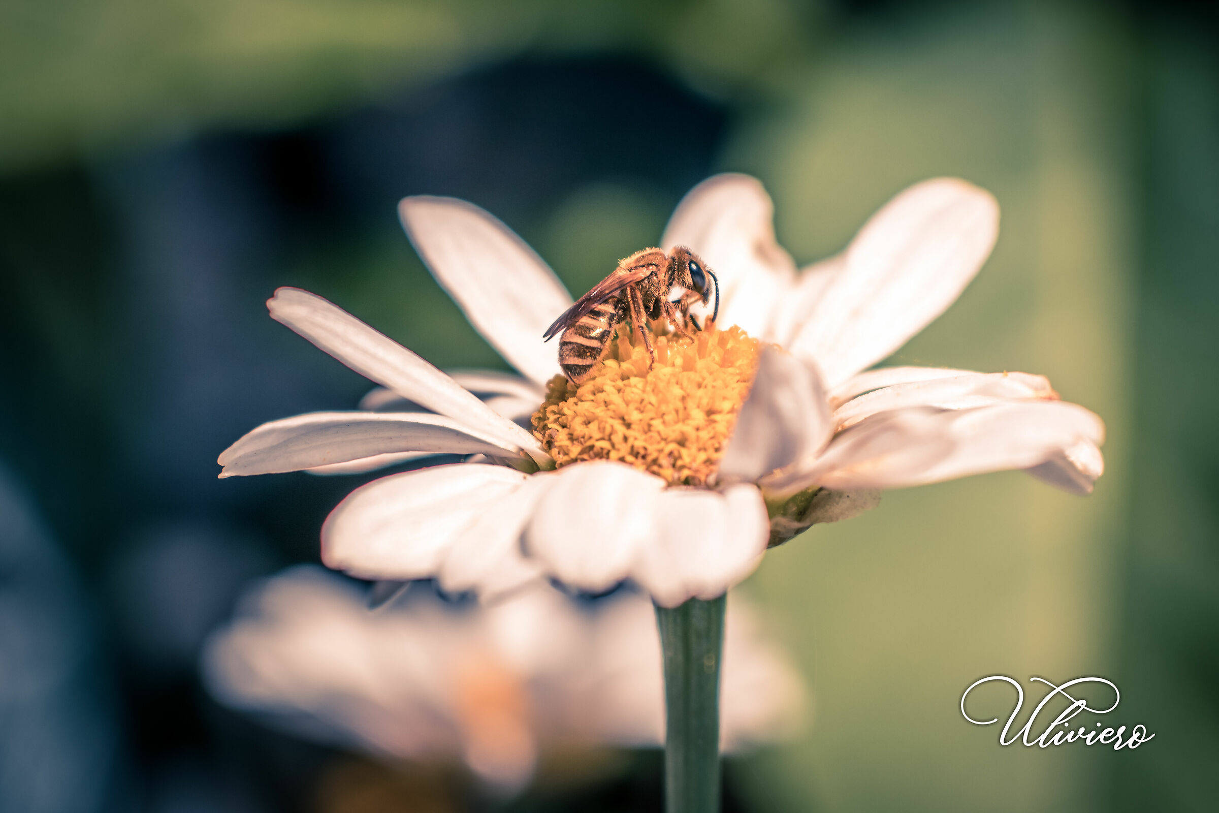 Bee on the Daisy