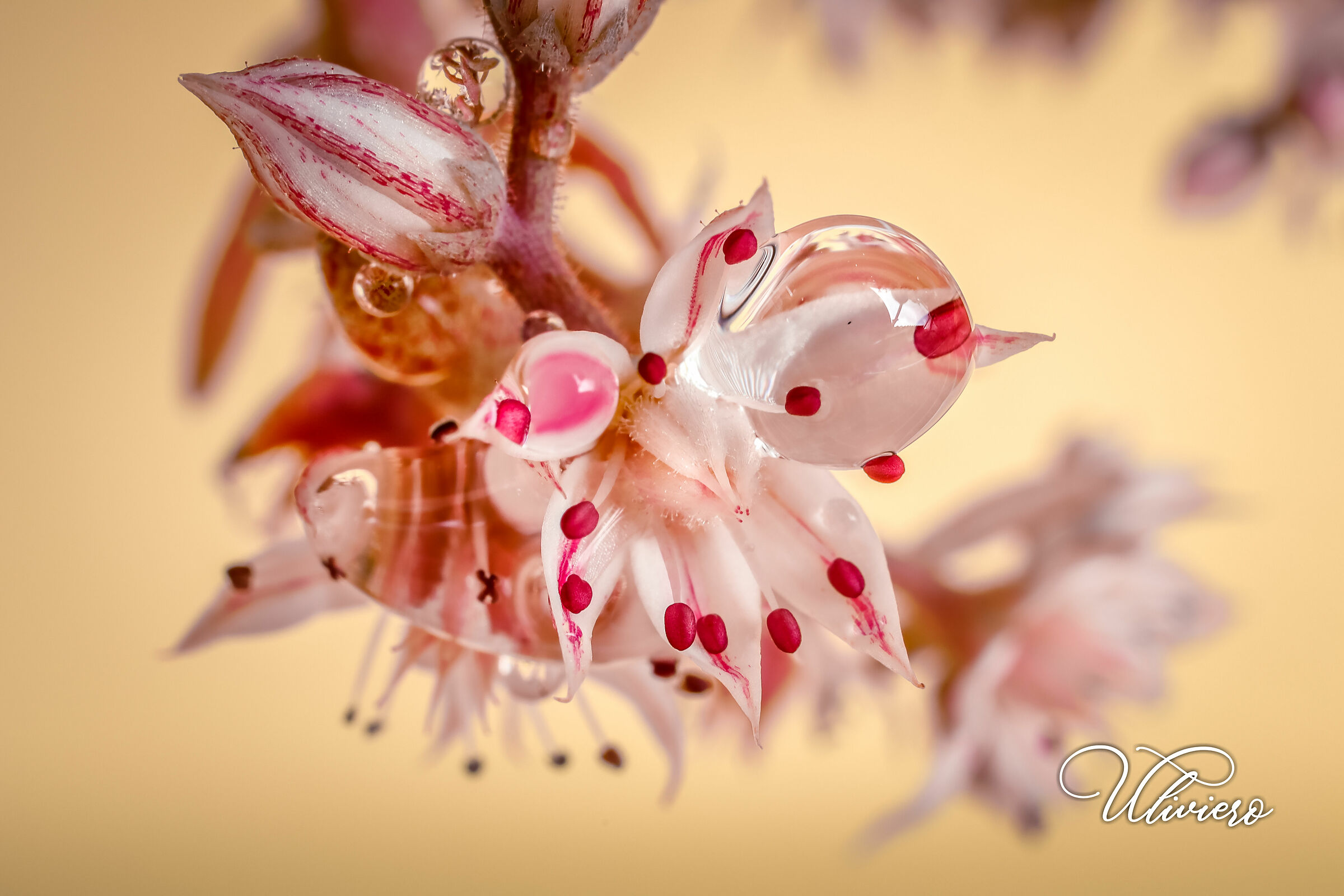 Dew drops on a tiny flower