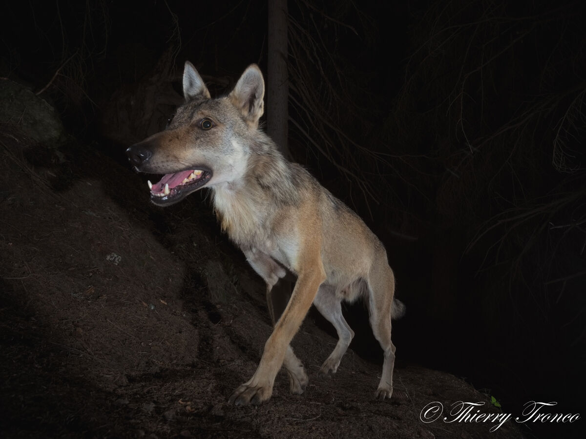 Che bocca grande che hai...