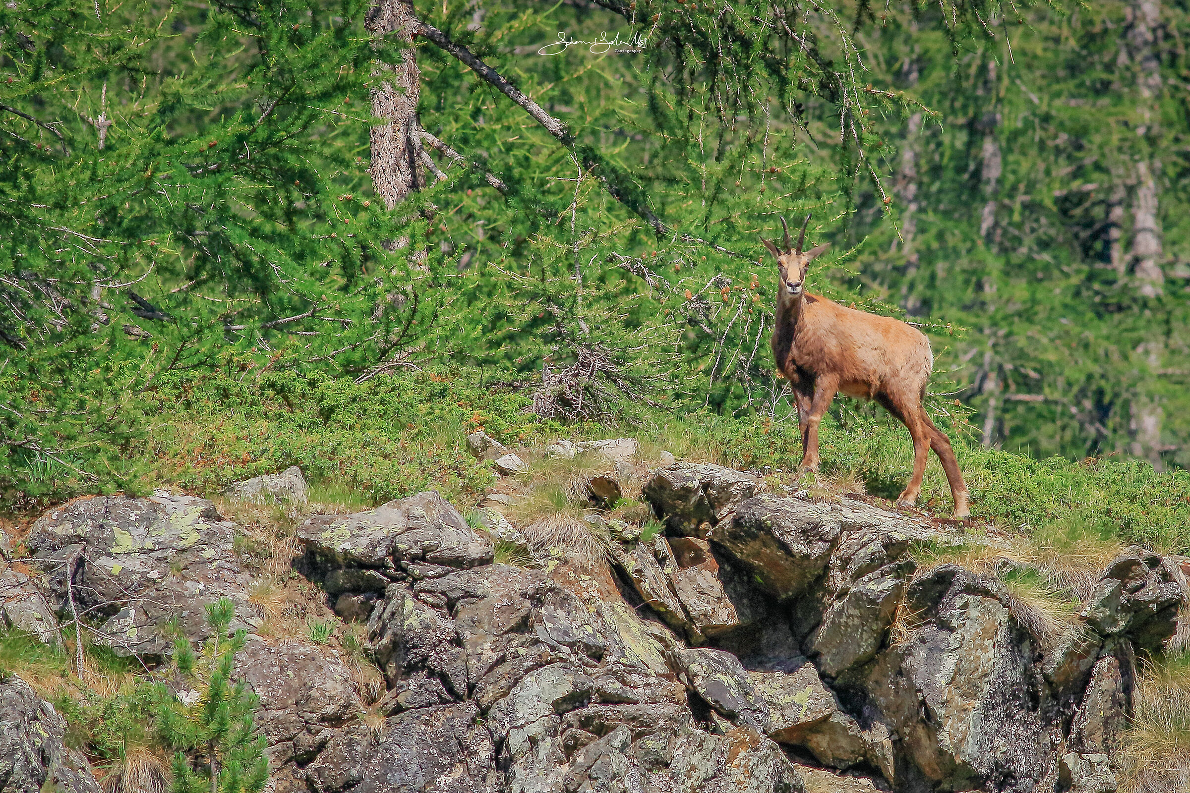 Il Camoscio alpino (Rupicapra rupicapra, Linnaeus 1758)