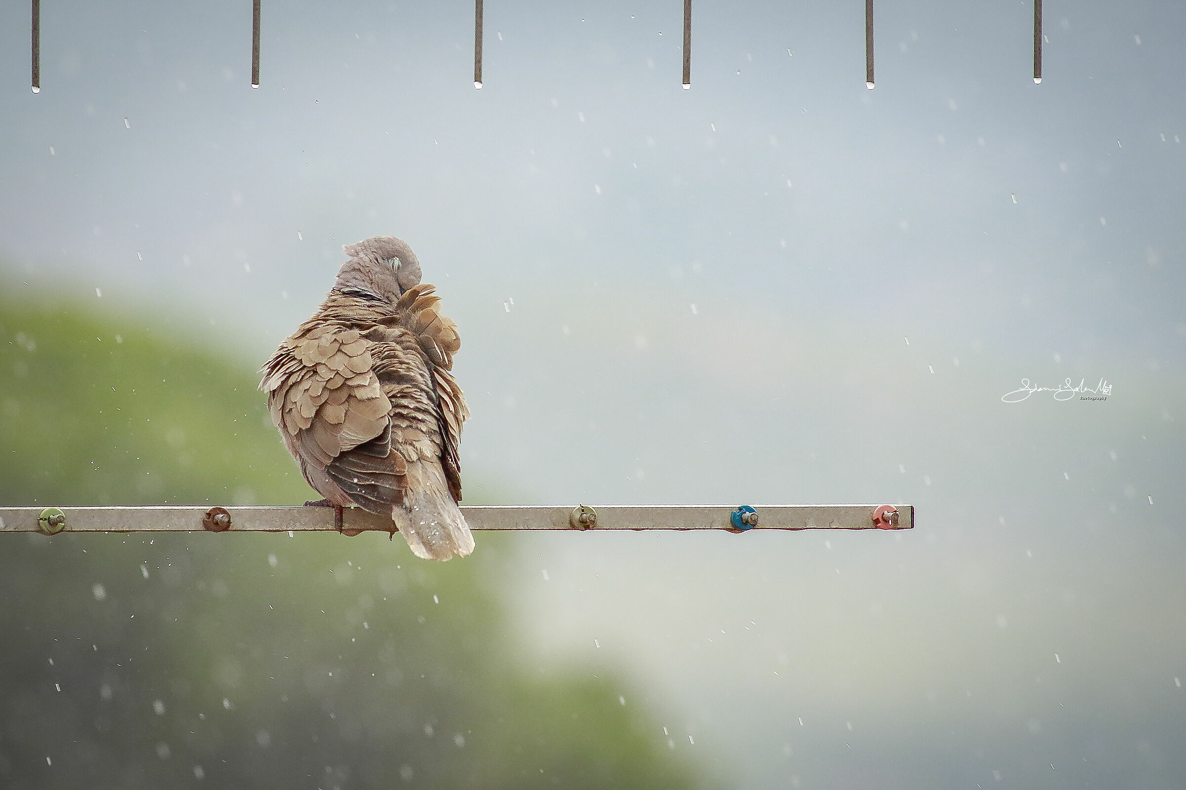 La Tortora e la pioggia