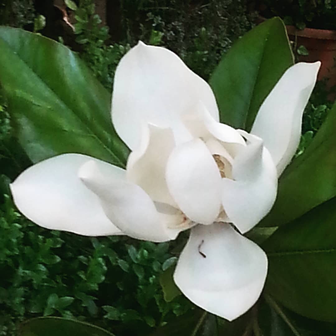 Magnolia