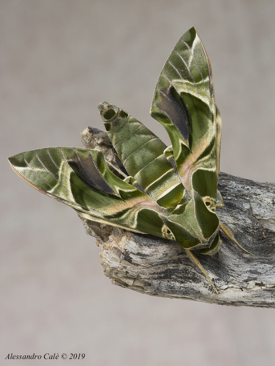 Daphnis nerii (Oleander Sphinx) 5088