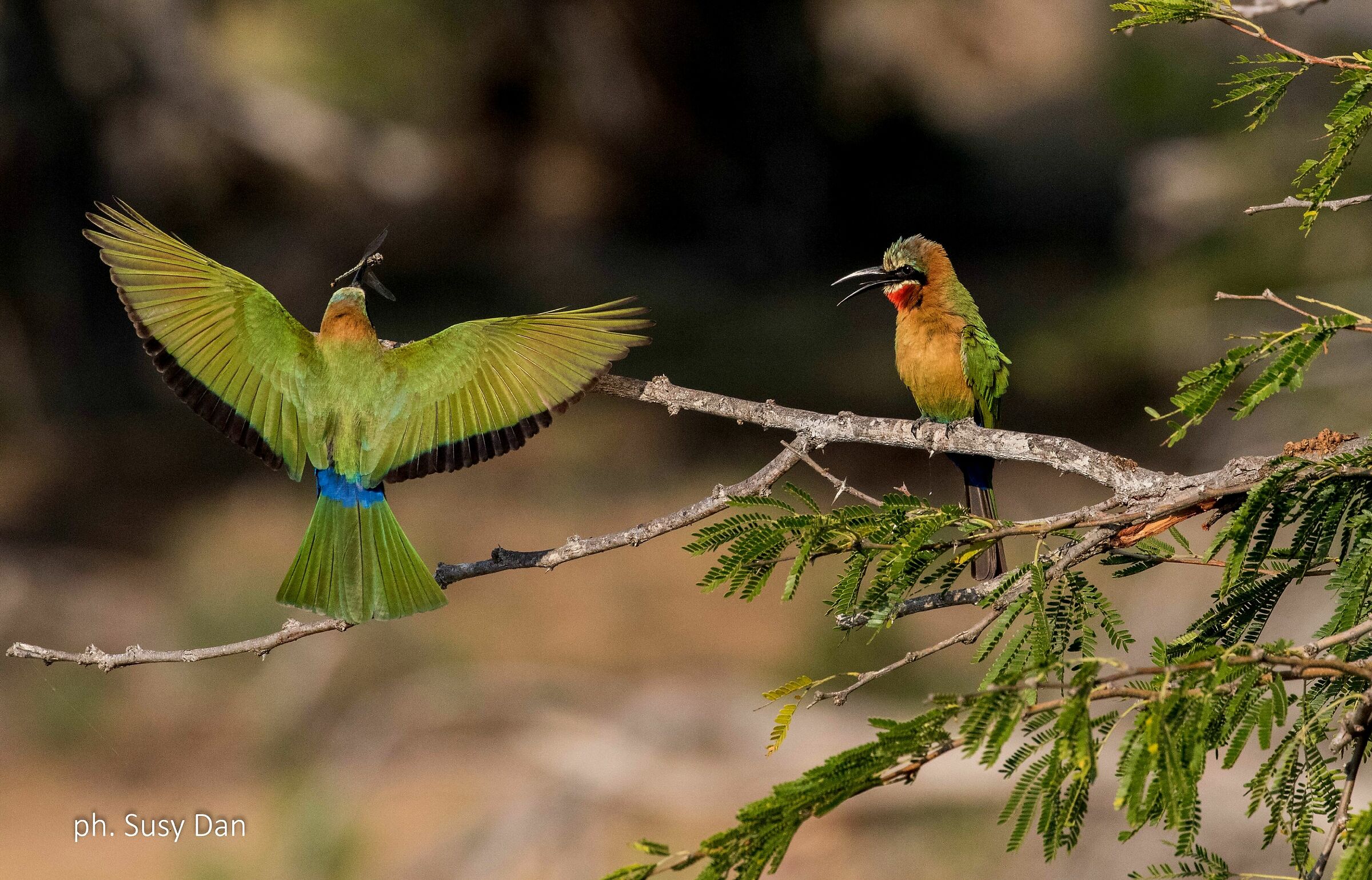 Il pranzo è servito