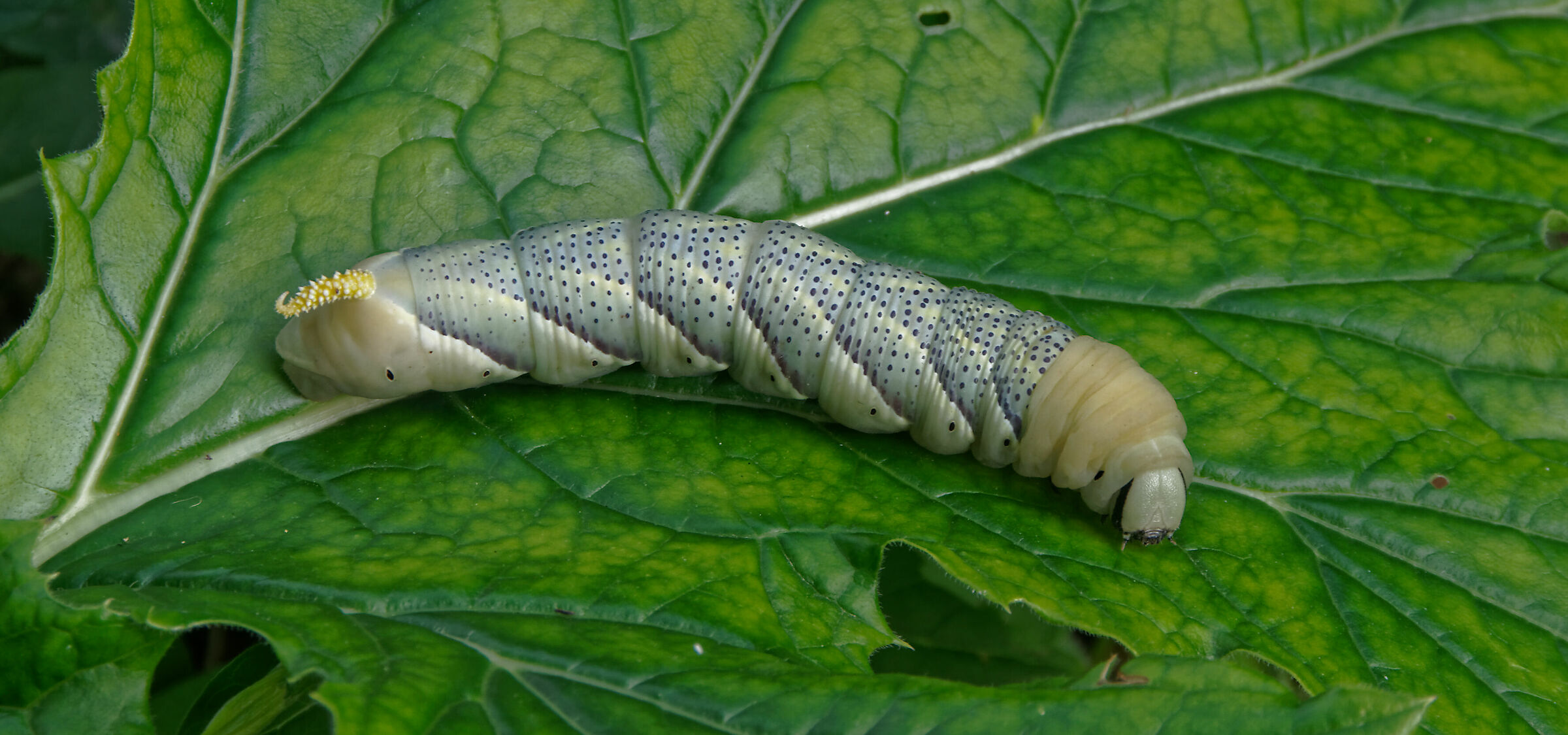 Atropos Caterpillar Acherontia