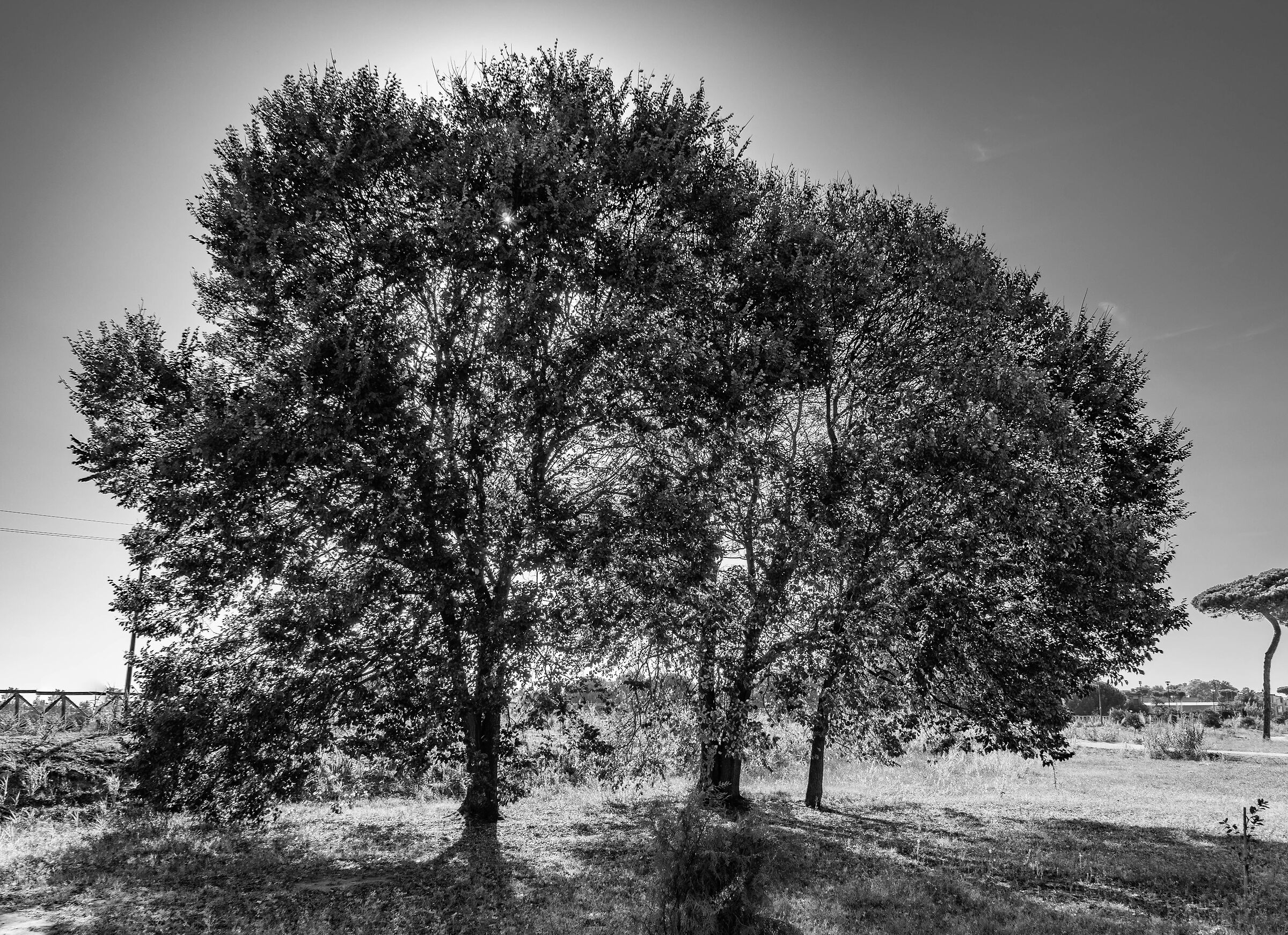 trees alone