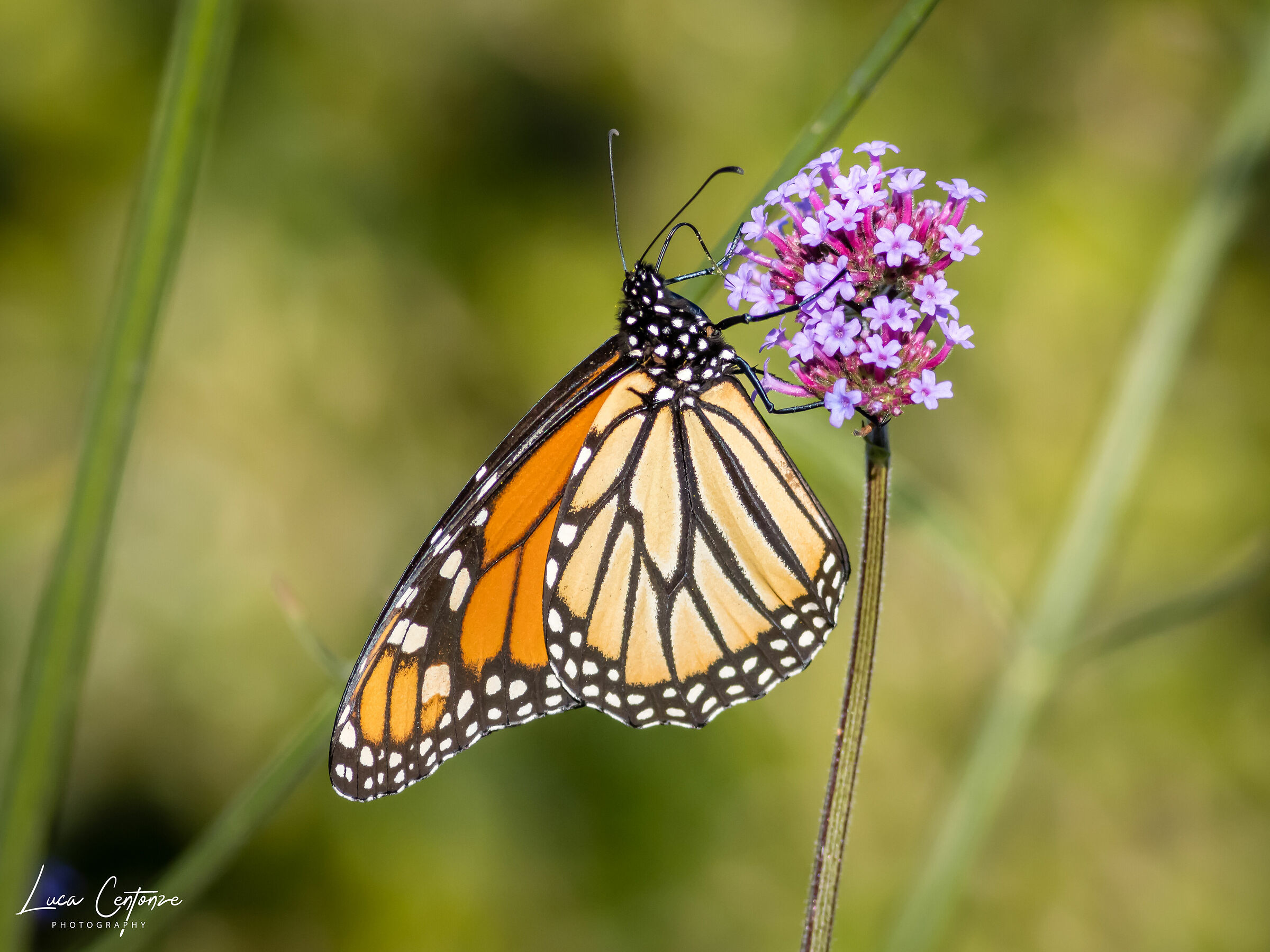 Monarch Butterfly, New