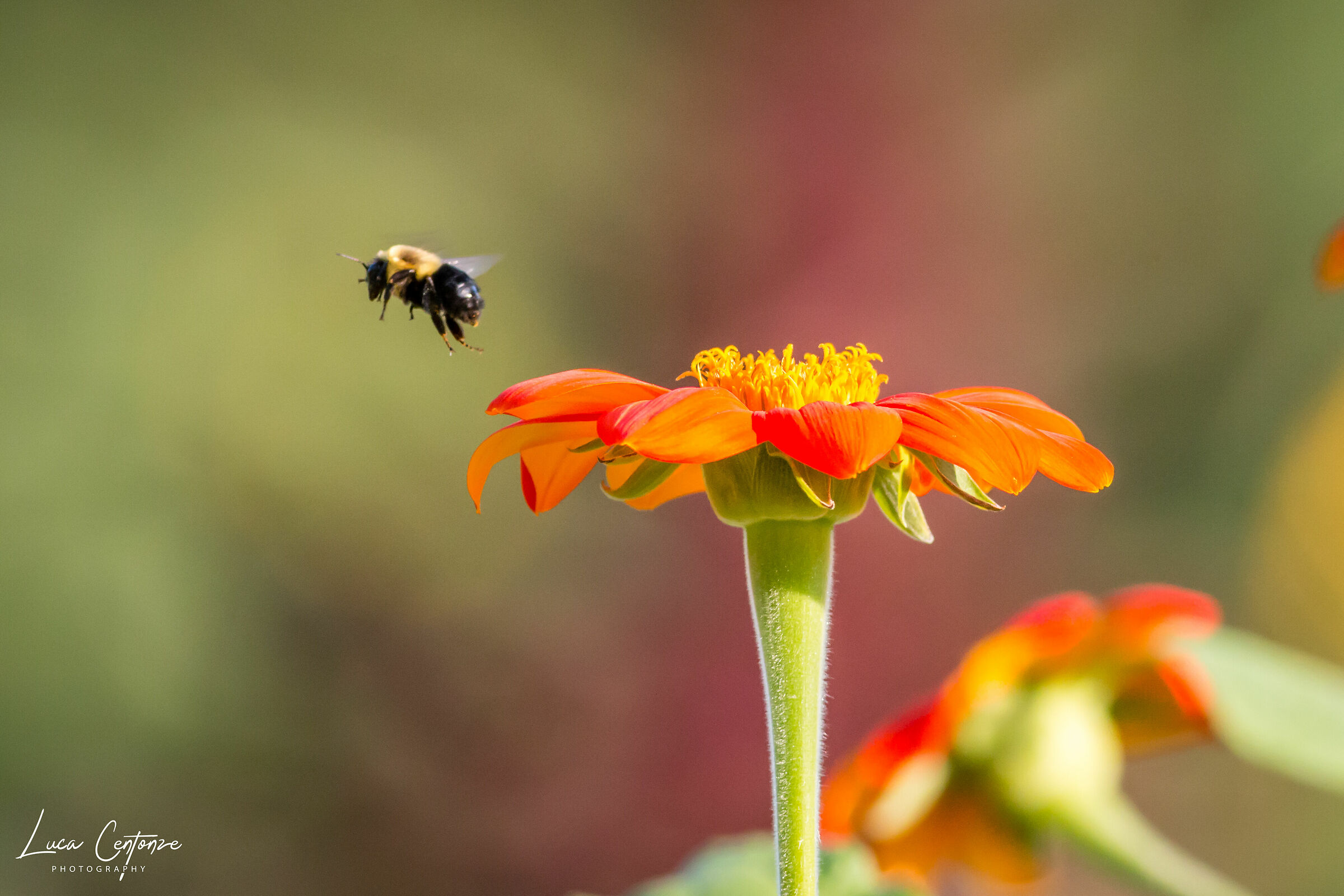 Bee landing on a Mexican Sunflower