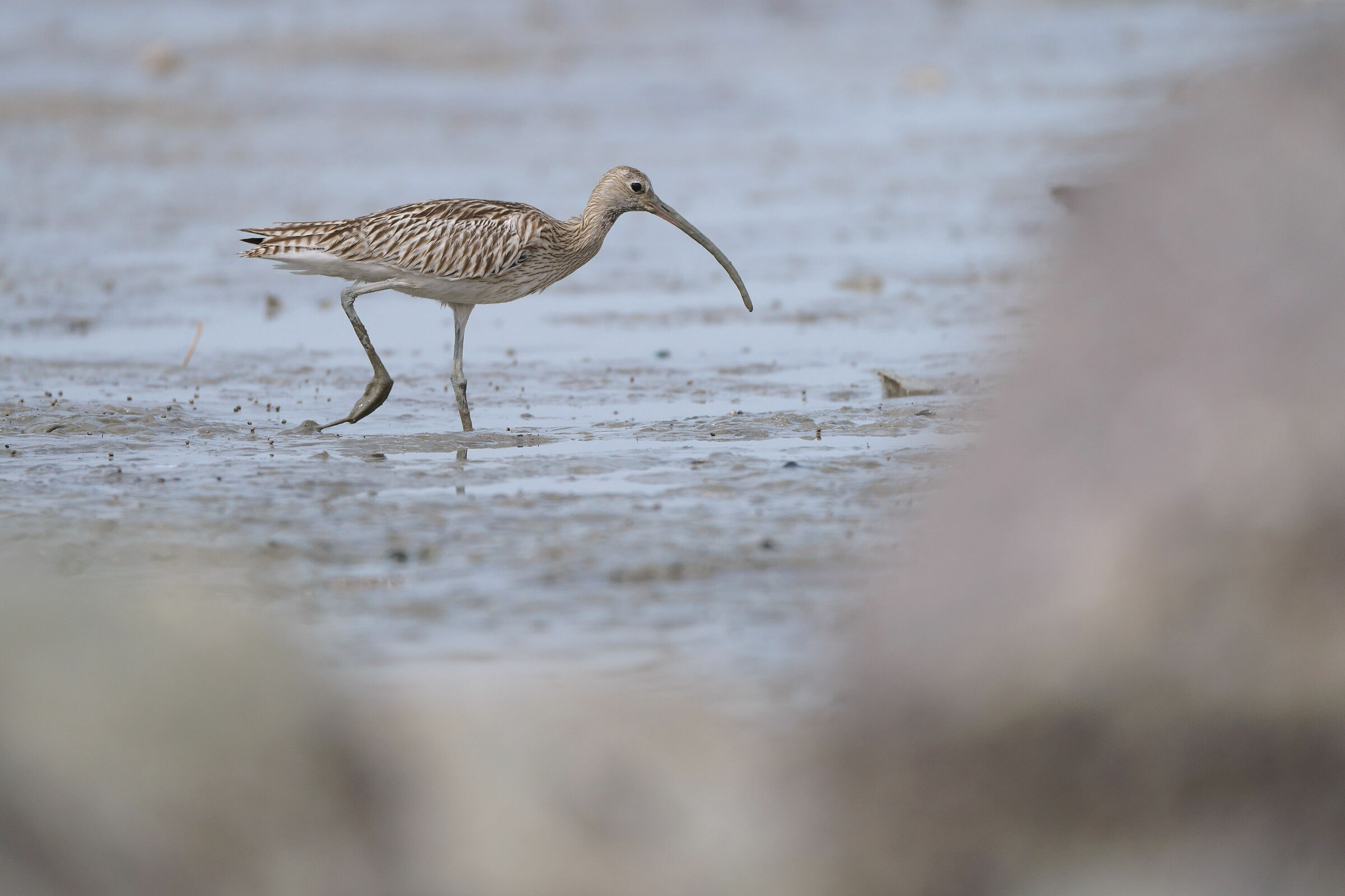 Curlew Eurasiatico