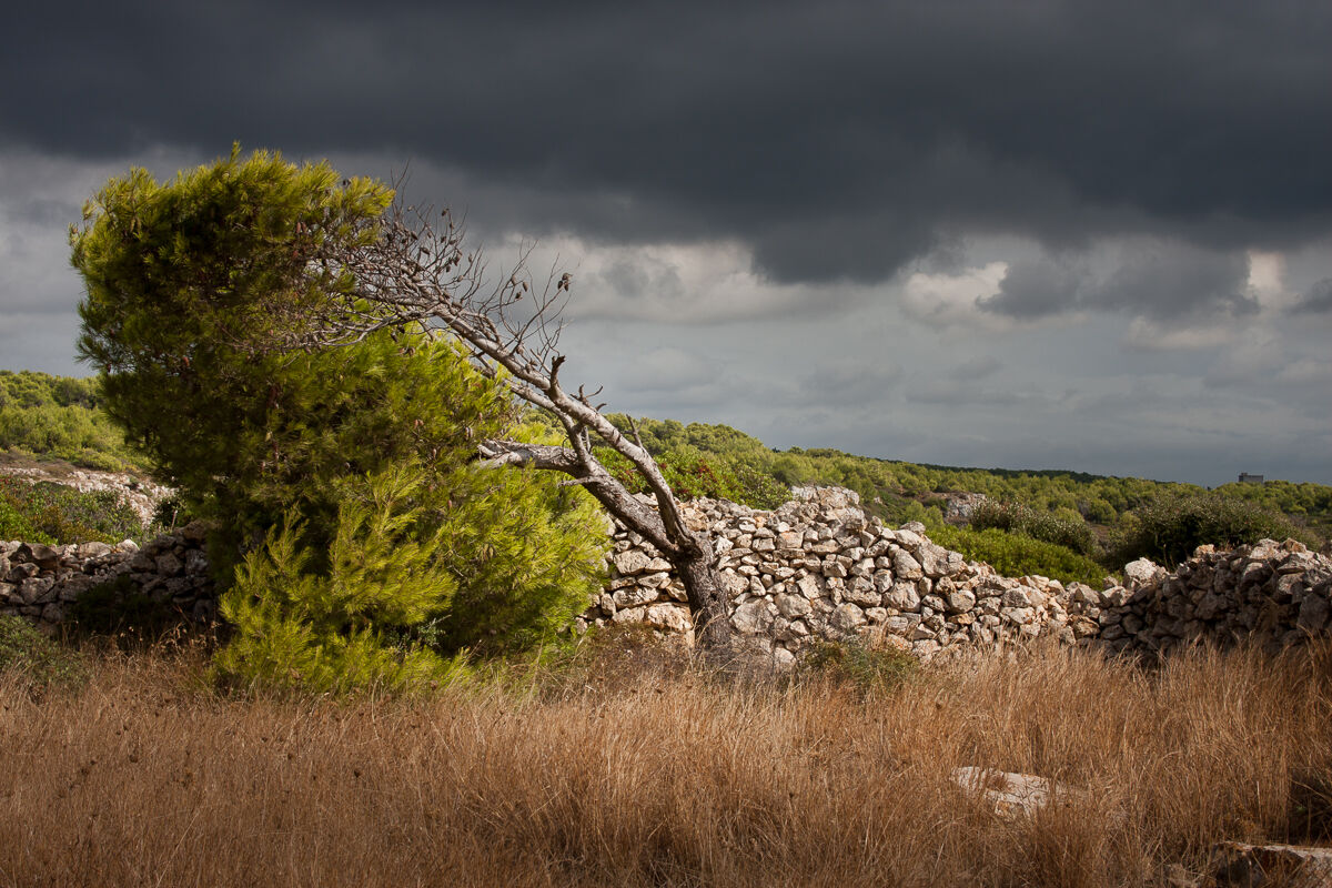 Grazia e tenacia ...