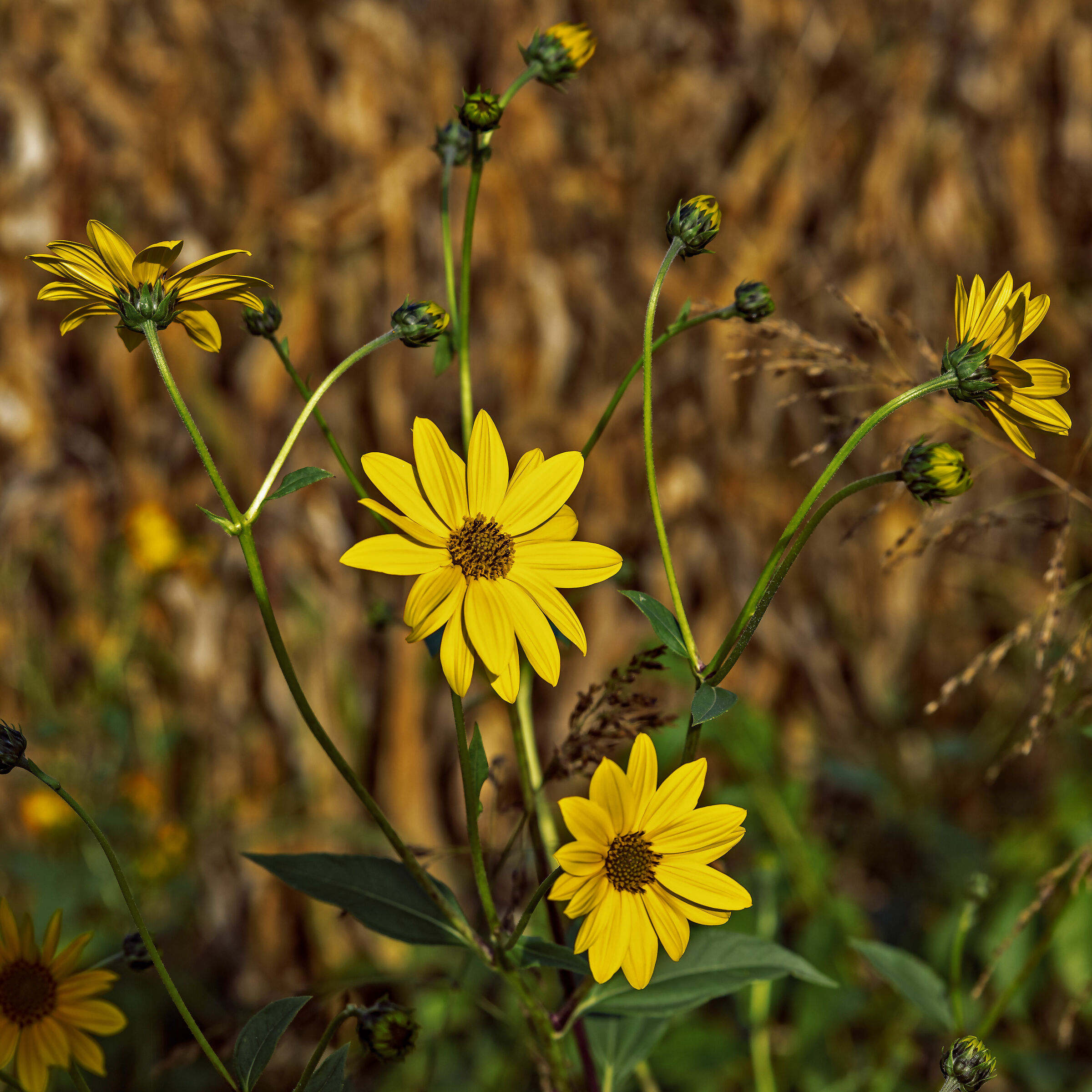Flowers in a rice field